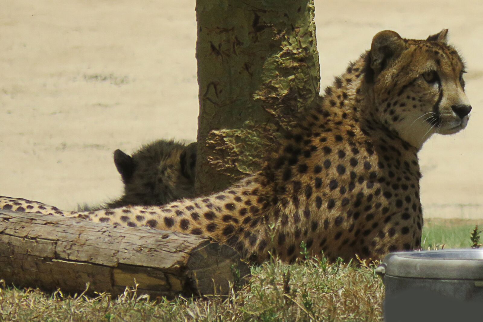 Canon PowerShot SX710 HS sample photo. Cheetah, cat, wild cat photography