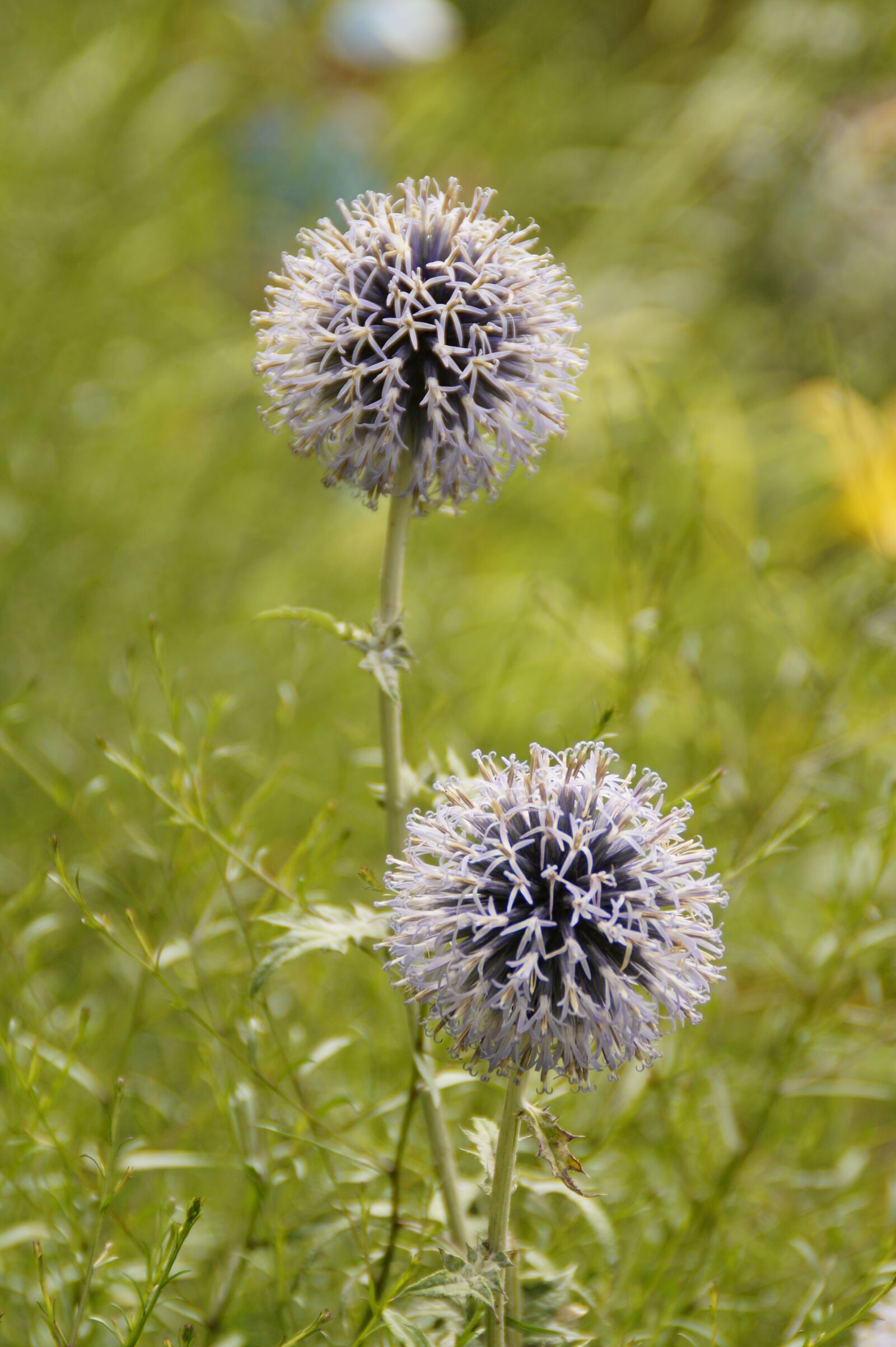 Sony SLT-A58 sample photo. Flowers, balls, spherical photography