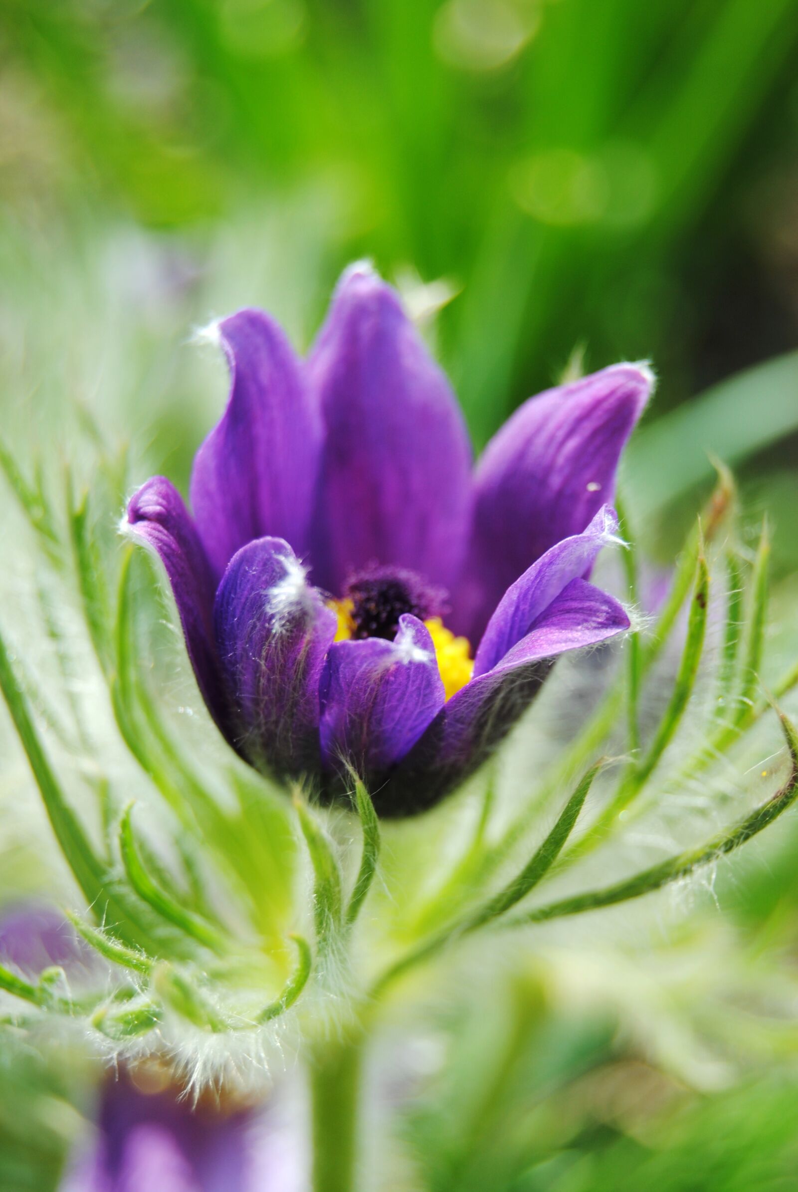 Nikon D3000 sample photo. Flower, green, pasque flower photography