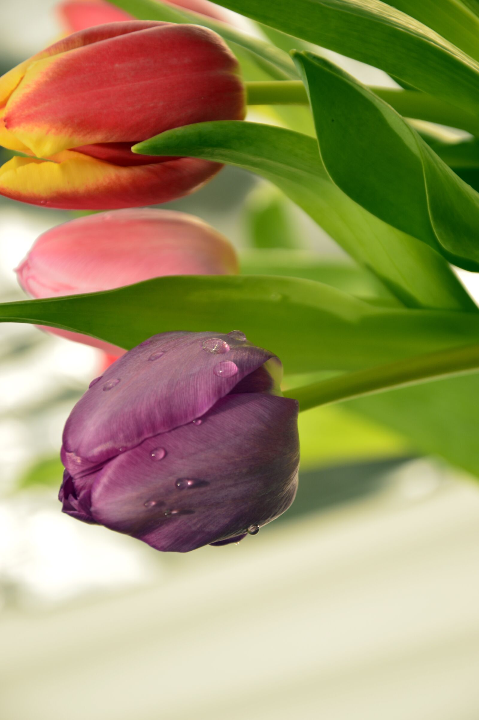 Nikon D3200 sample photo. Fr hlingsbl her, tulips photography