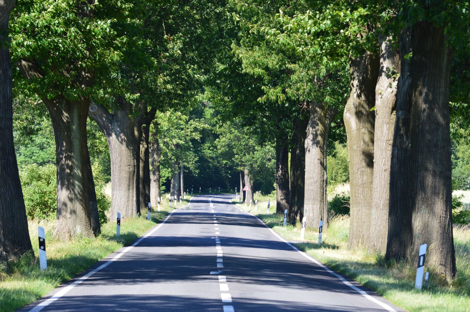 Nikon D3200 sample photo. Trees, avenue, road photography