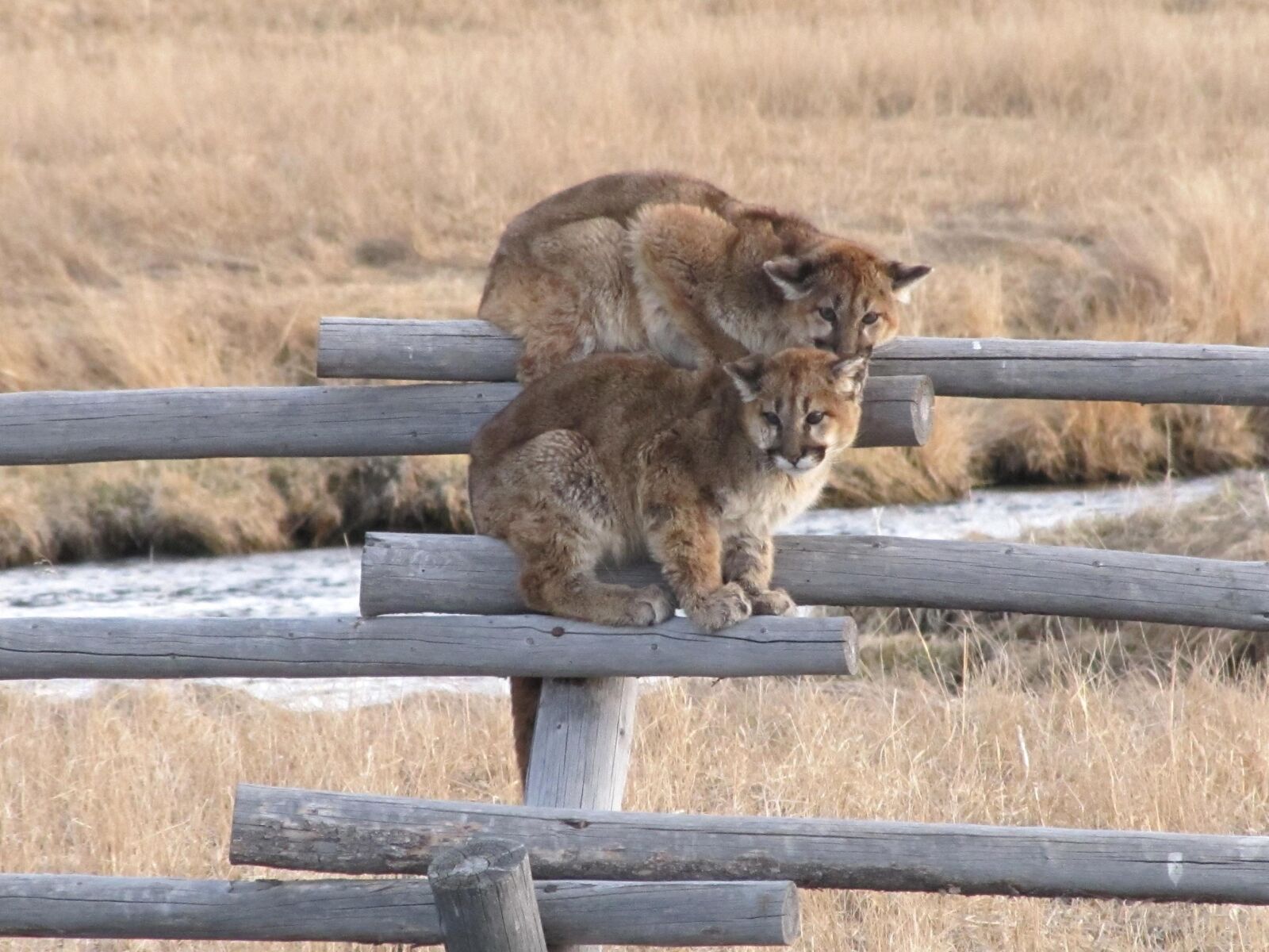 Canon PowerShot SX20 IS sample photo. Juvenille, mountain, lions, animals photography