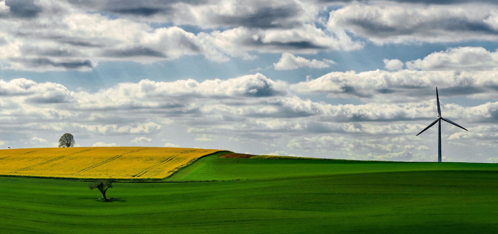 Canon EOS 80D sample photo. Fields, oilseed rape, yellow photography