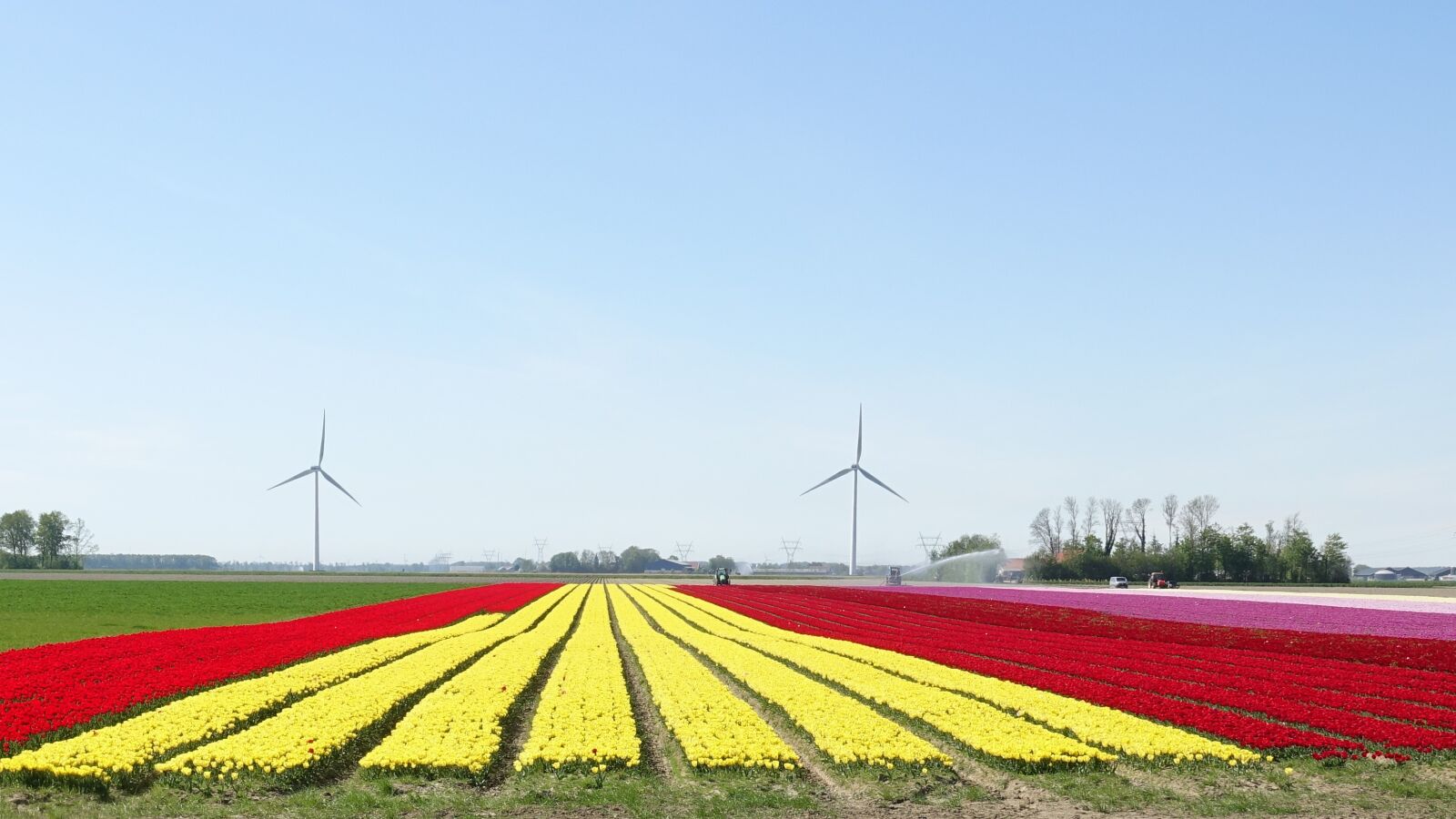 Sony Cyber-shot DSC-RX10 III sample photo. Tulips, tulip field, red photography