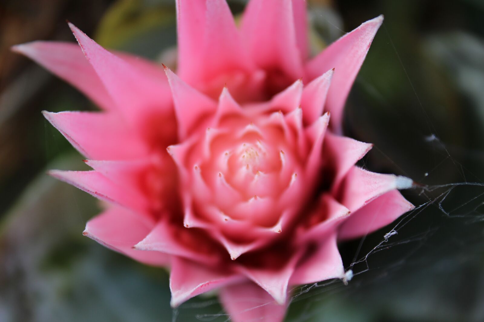 Canon EOS 650D (EOS Rebel T4i / EOS Kiss X6i) sample photo. Flower, pink, spiky photography