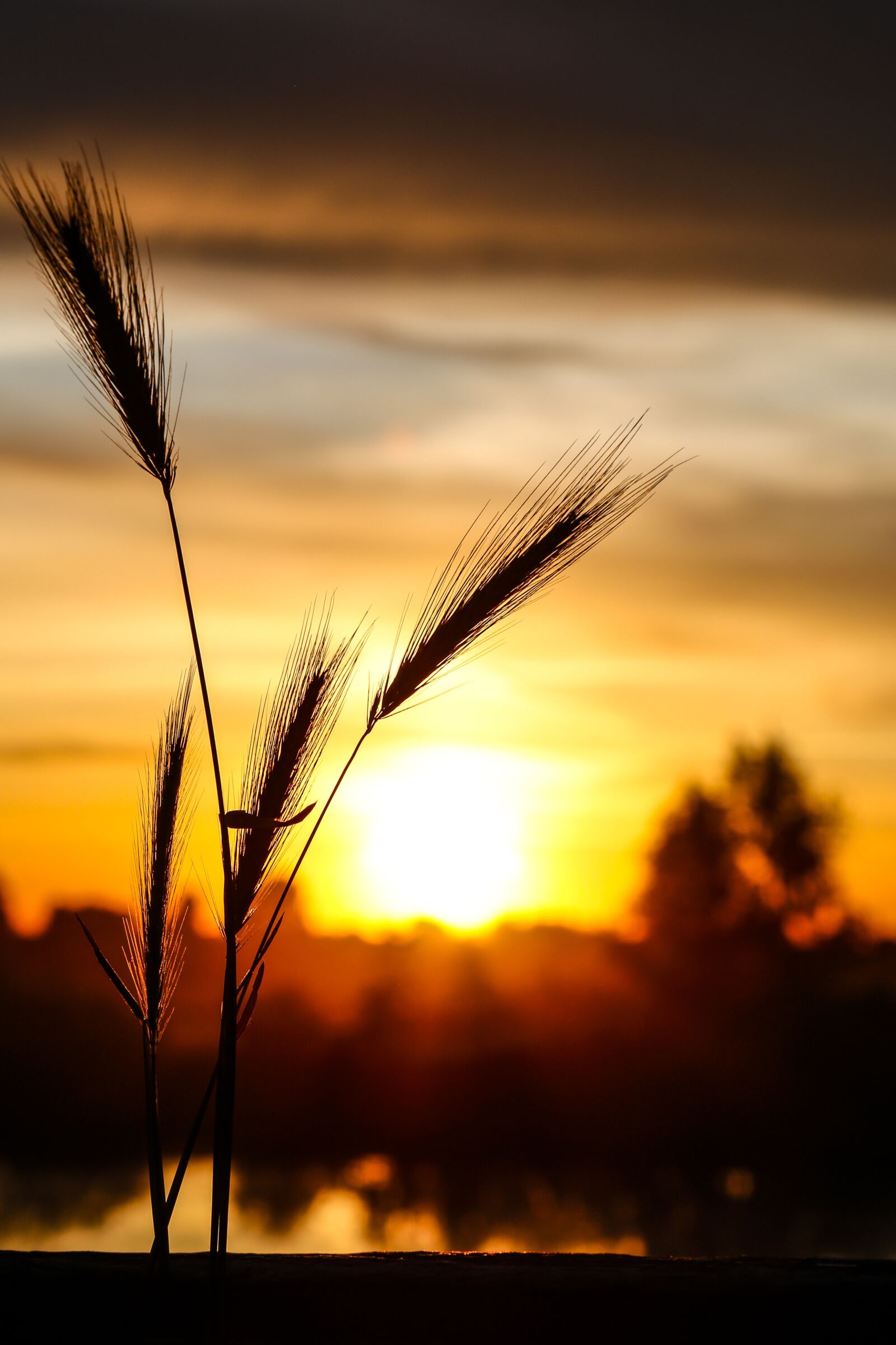 Canon EOS 6D + Canon EF 24-105mm F4L IS USM sample photo. Sunset, flower, sun photography
