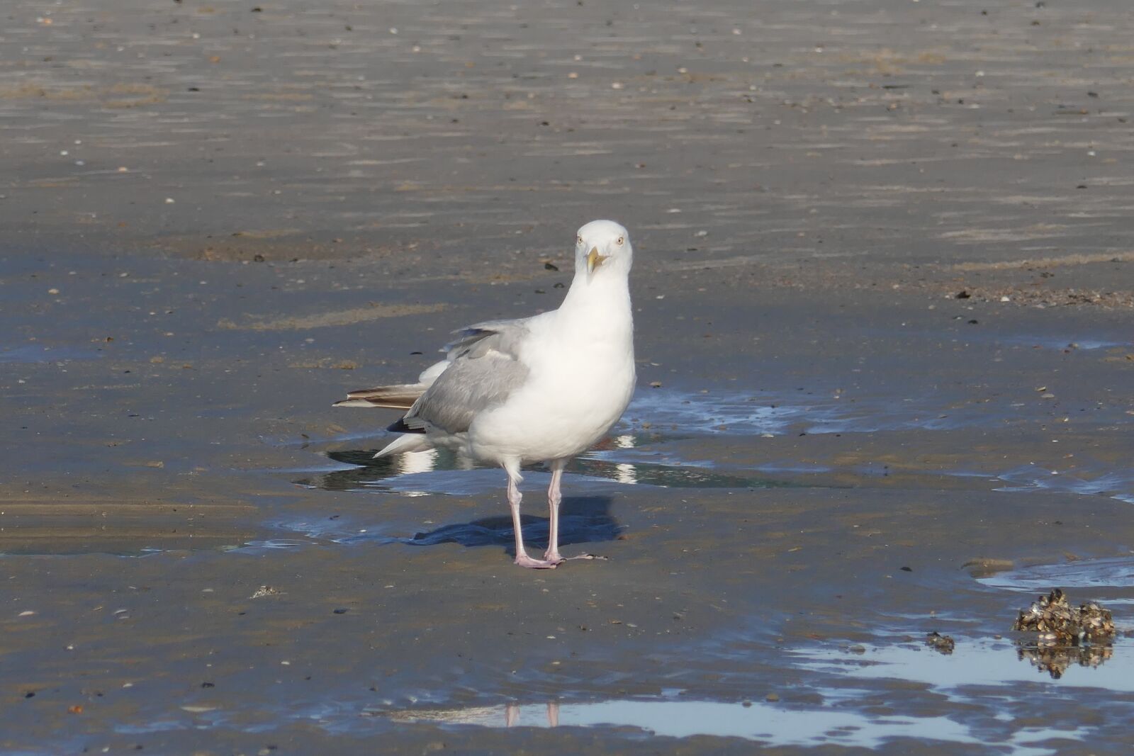 Panasonic DMC-TZ101 sample photo. Seagull, bird, water bird photography