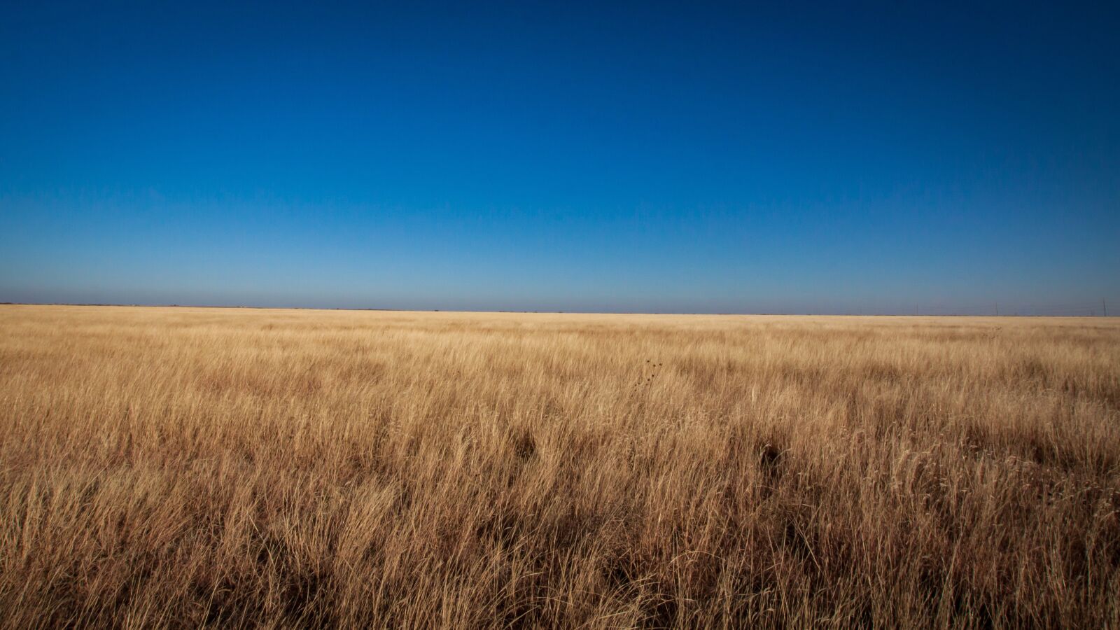 Canon EOS 50D sample photo. Prairie, grass, grassland photography