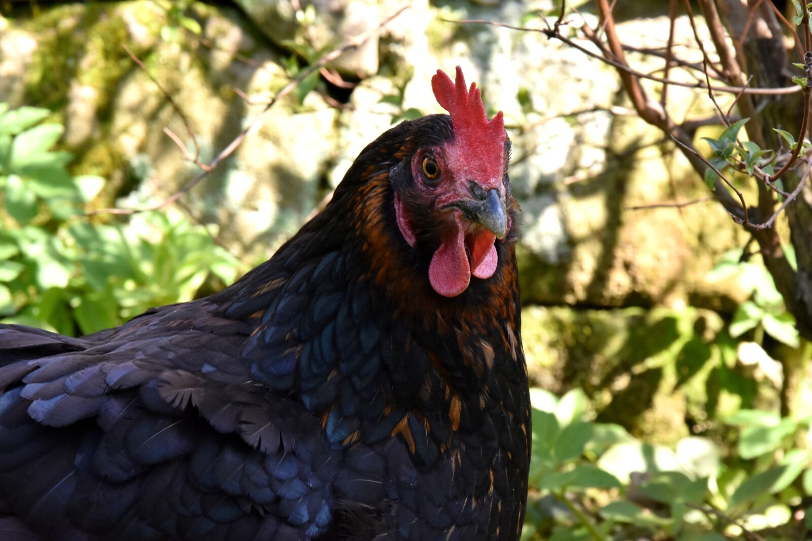 Nikon D7200 sample photo. The hen, chicken, village photography