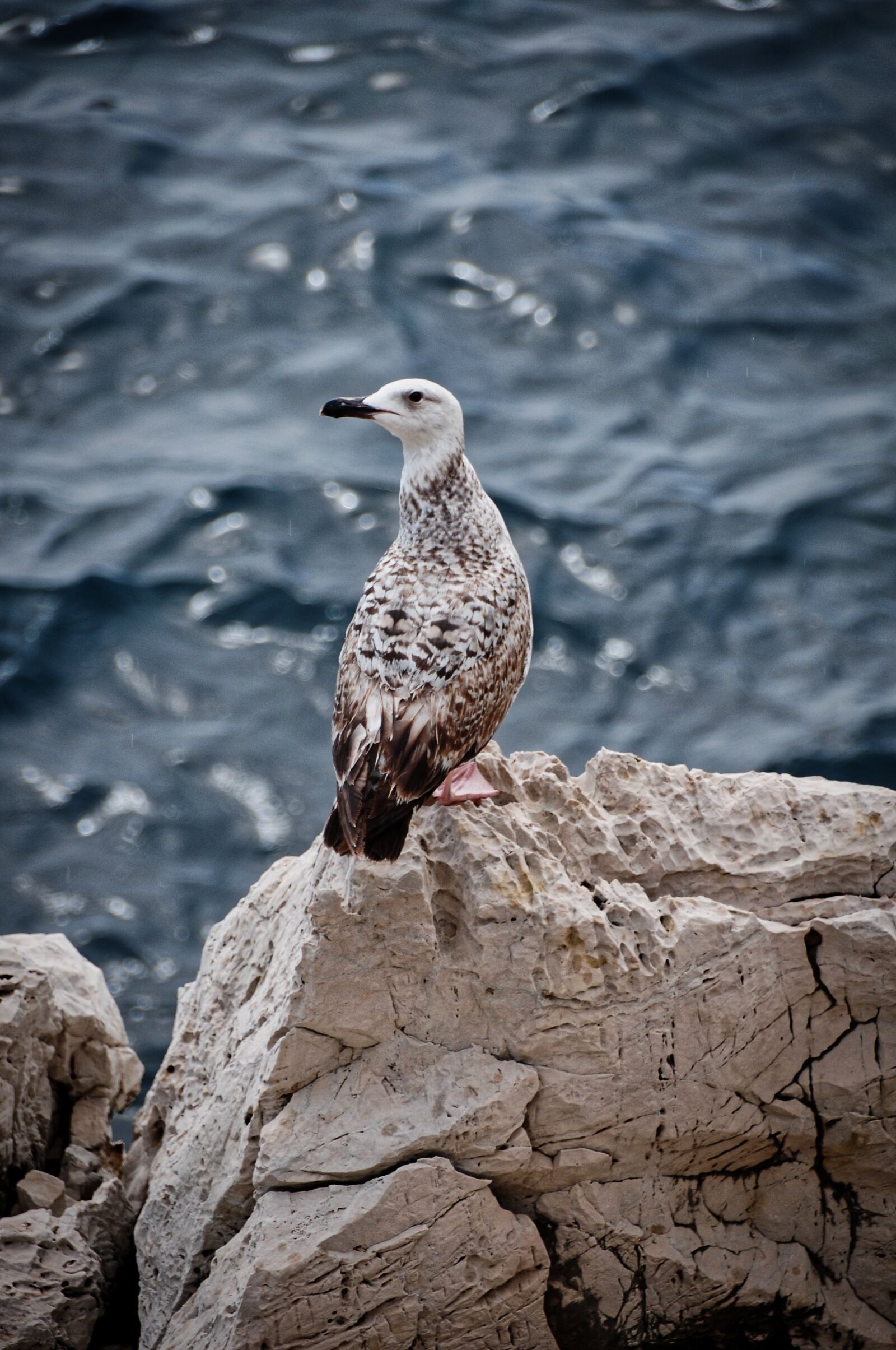 Nikon D300S sample photo. Seagull, animal, portrait photography