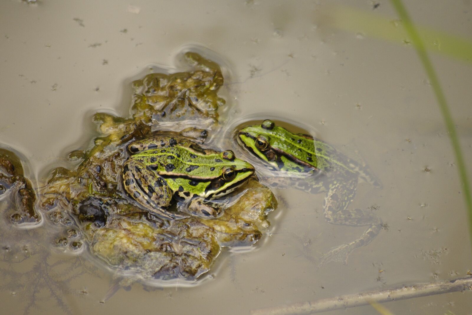 Pentax K-r sample photo. Frog, pond, nature photography