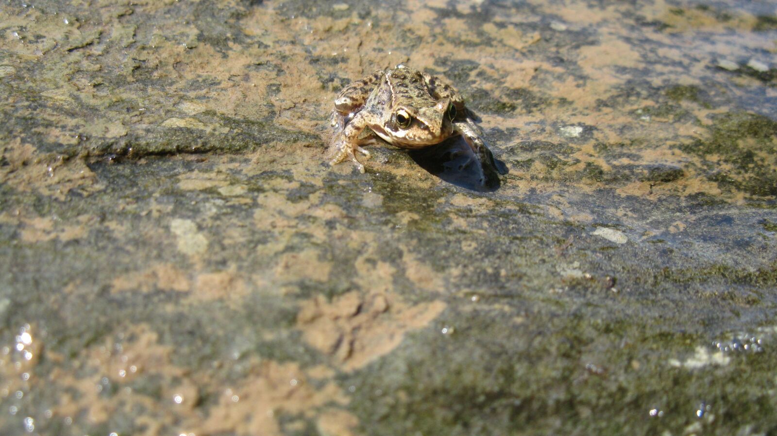 Canon PowerShot A2000 IS sample photo. Frog, animal, nature photography