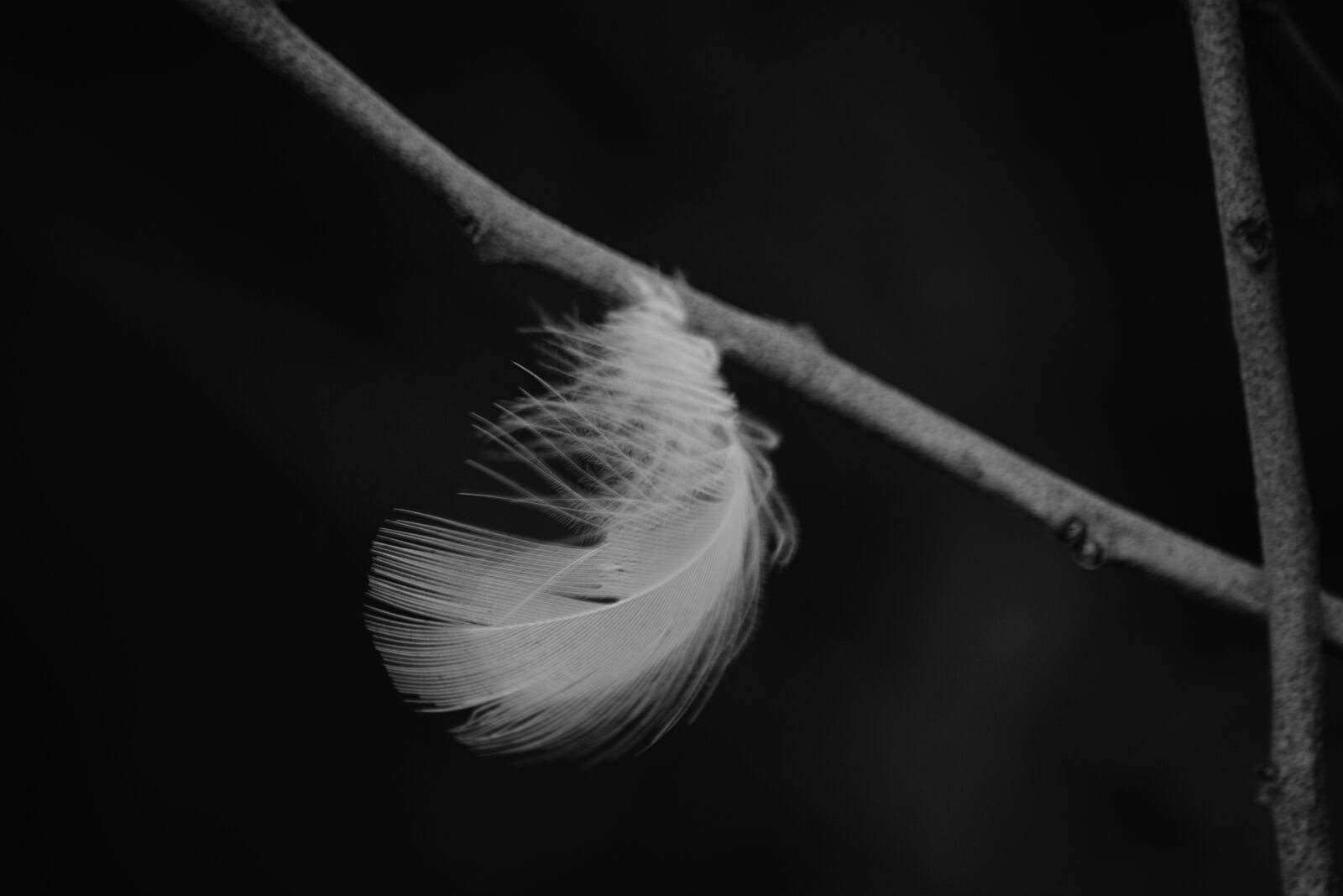 Nikon D5200 sample photo. Animal, blanc, oiseau, ornithologie photography