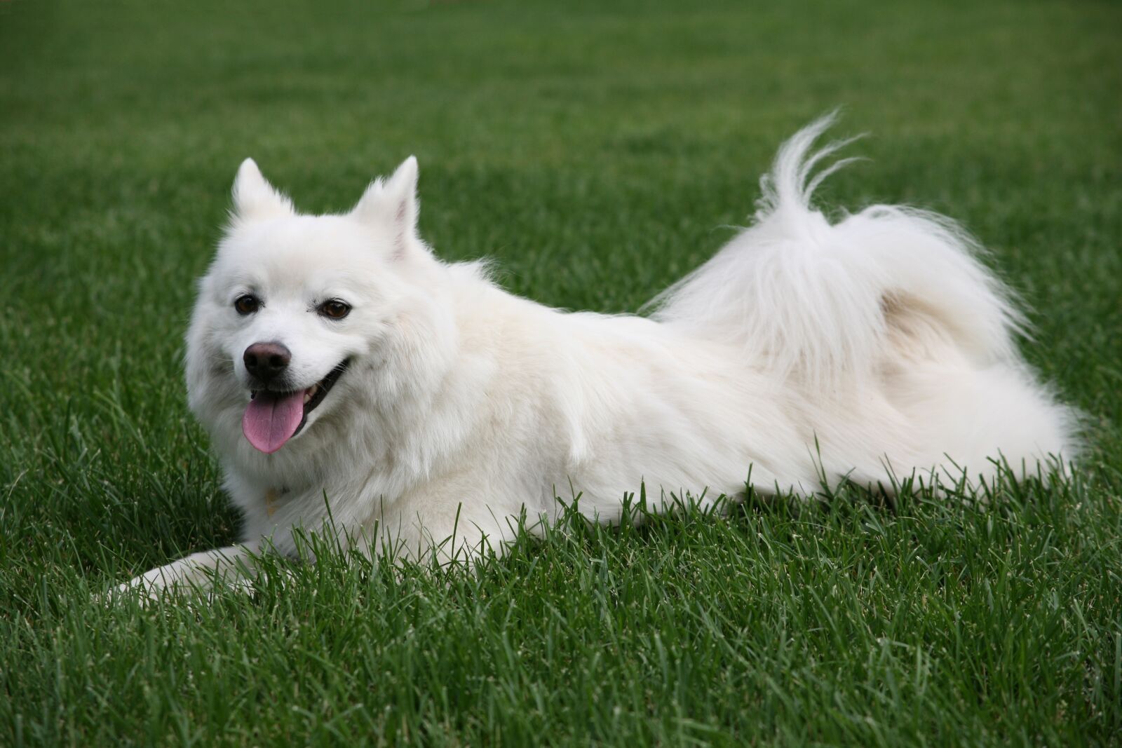 Canon EOS 5D sample photo. Eskimo, dog, pet photography