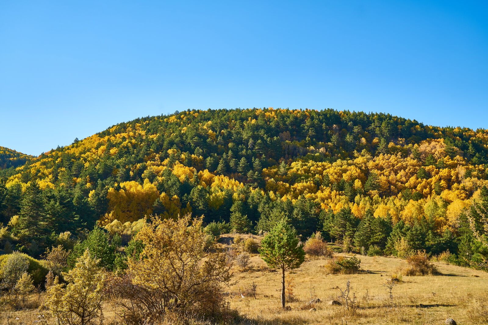 Sony a7R II sample photo. Autumn, forest, yellow photography