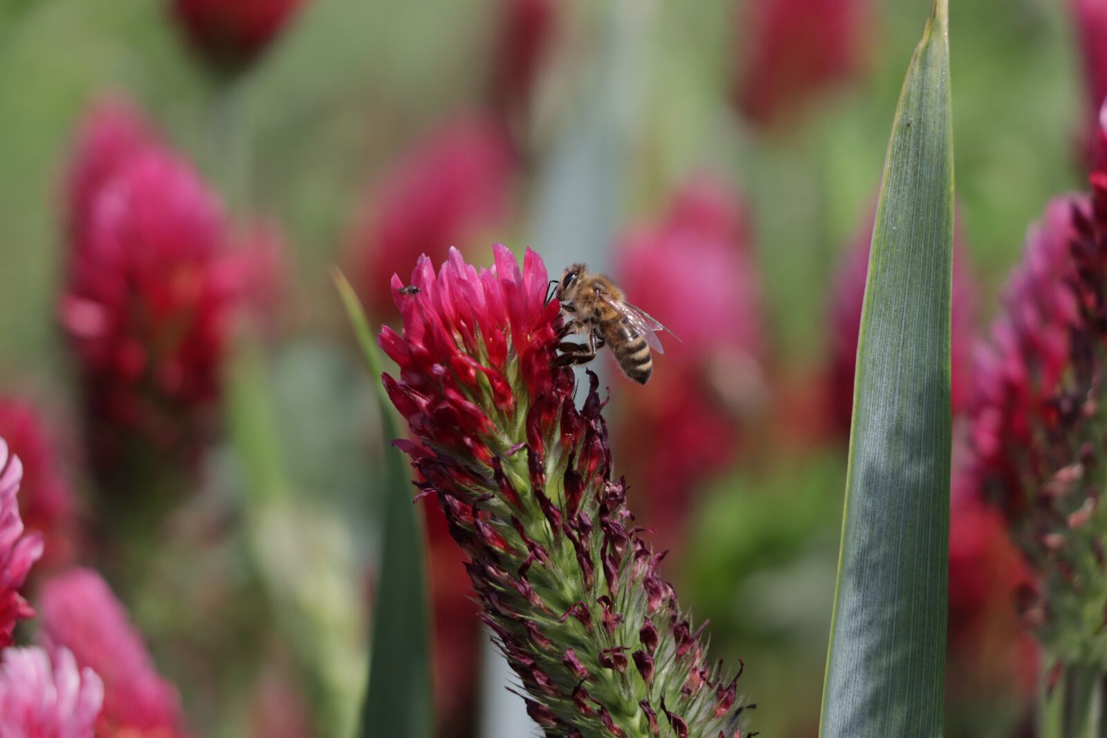 Canon EOS 77D (EOS 9000D / EOS 770D) sample photo. Klee, red, bee photography