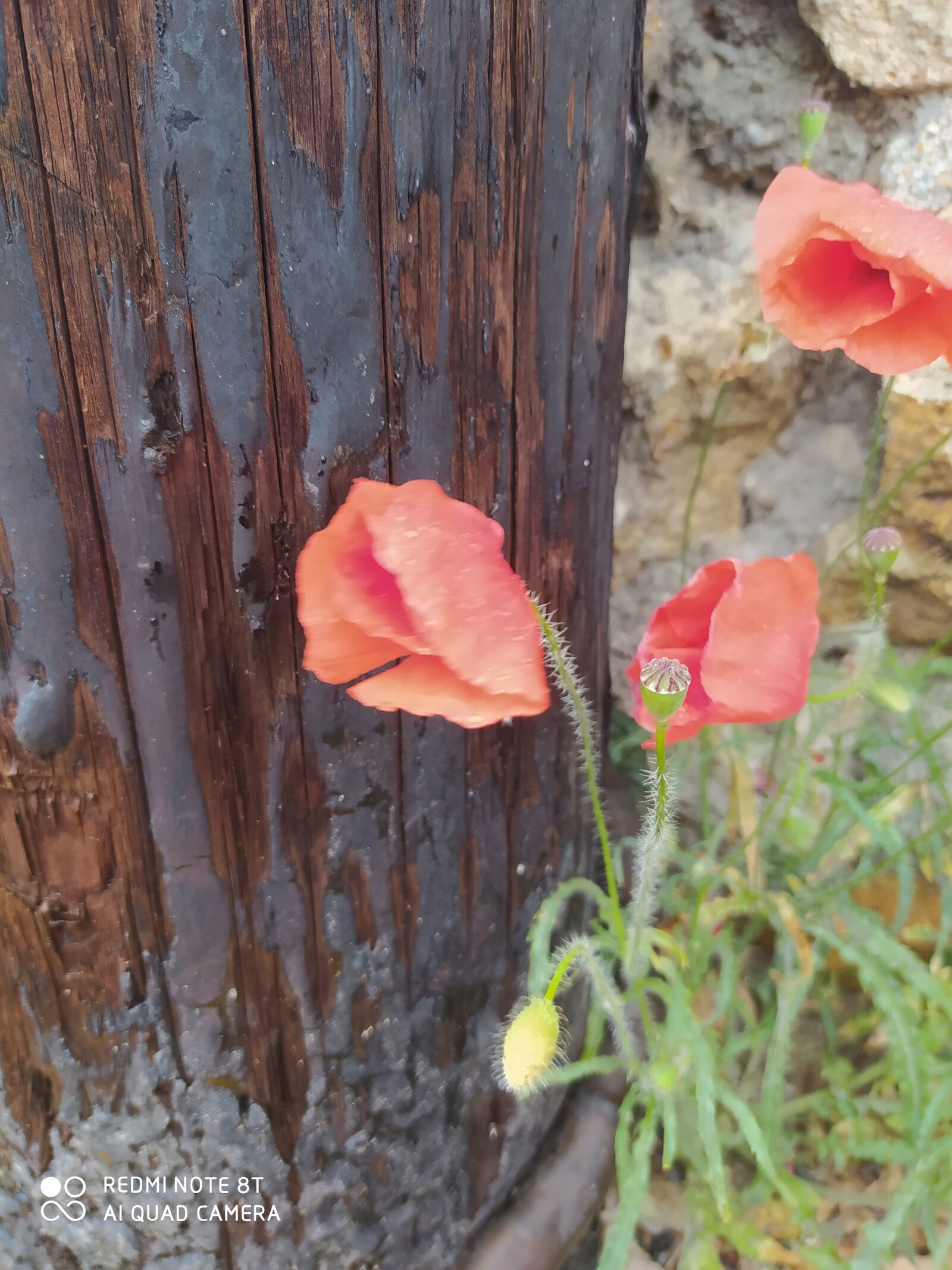 Xiaomi Redmi Note 8T sample photo. Coquelicot, flowers, town photography