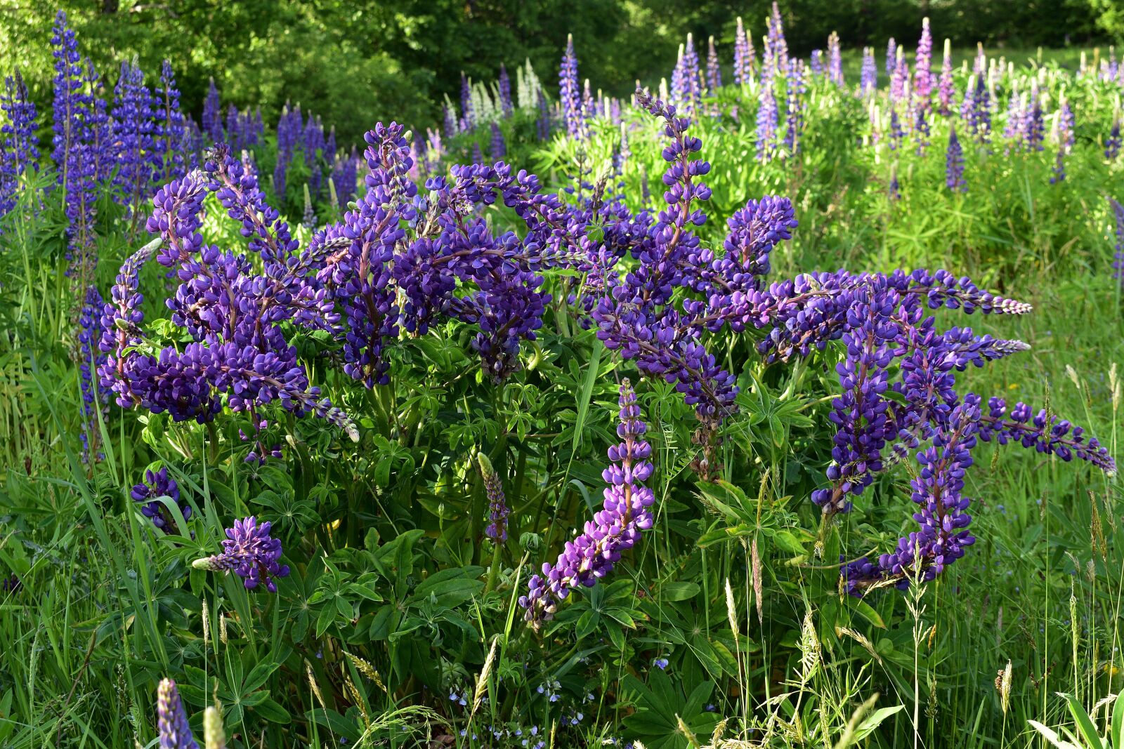 Nikon D3400 sample photo. Lupine, flower, spring photography