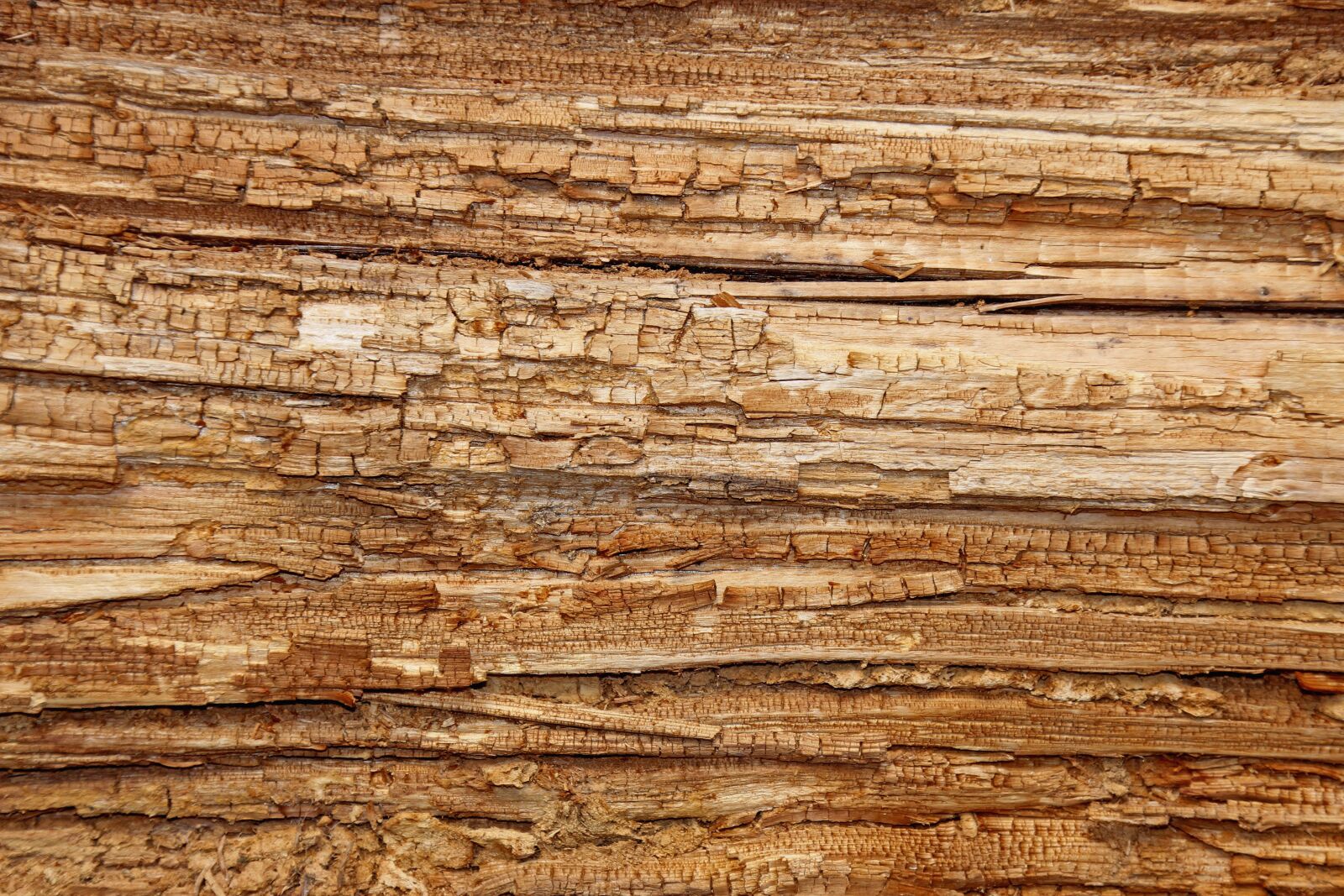 Canon EOS 60D sample photo. Wood, tree, wood rot photography