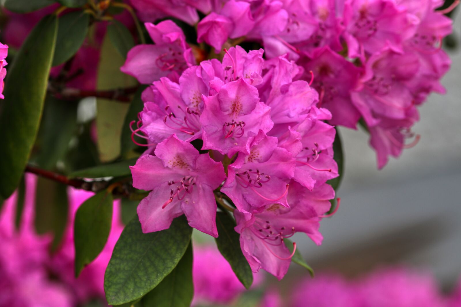 Canon EOS 80D sample photo. Flower, purple, bloom photography