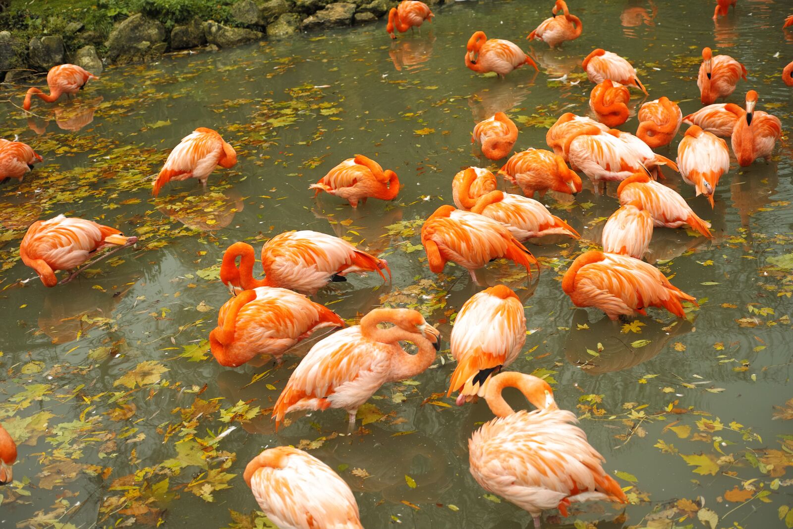 Sigma DP2 Merrill sample photo. Flamingos, roses, zoo photography