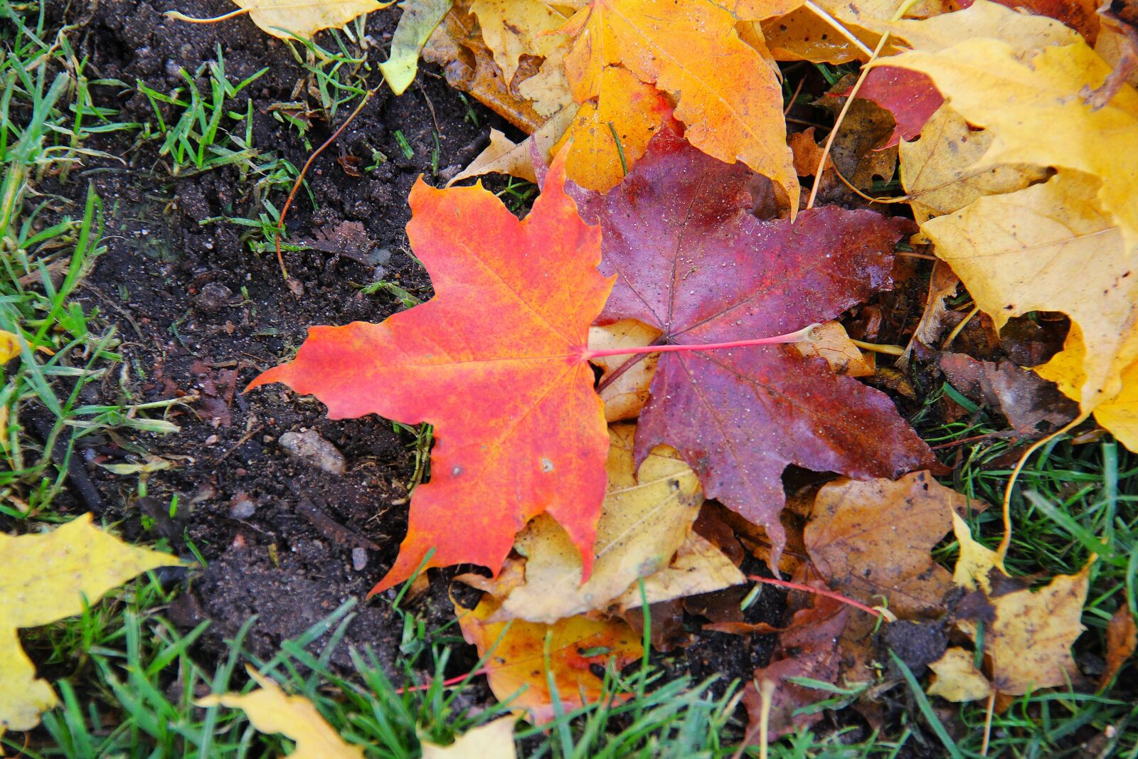 Canon EF-S 18-200mm F3.5-5.6 IS sample photo. Maple, leaves, autumn photography
