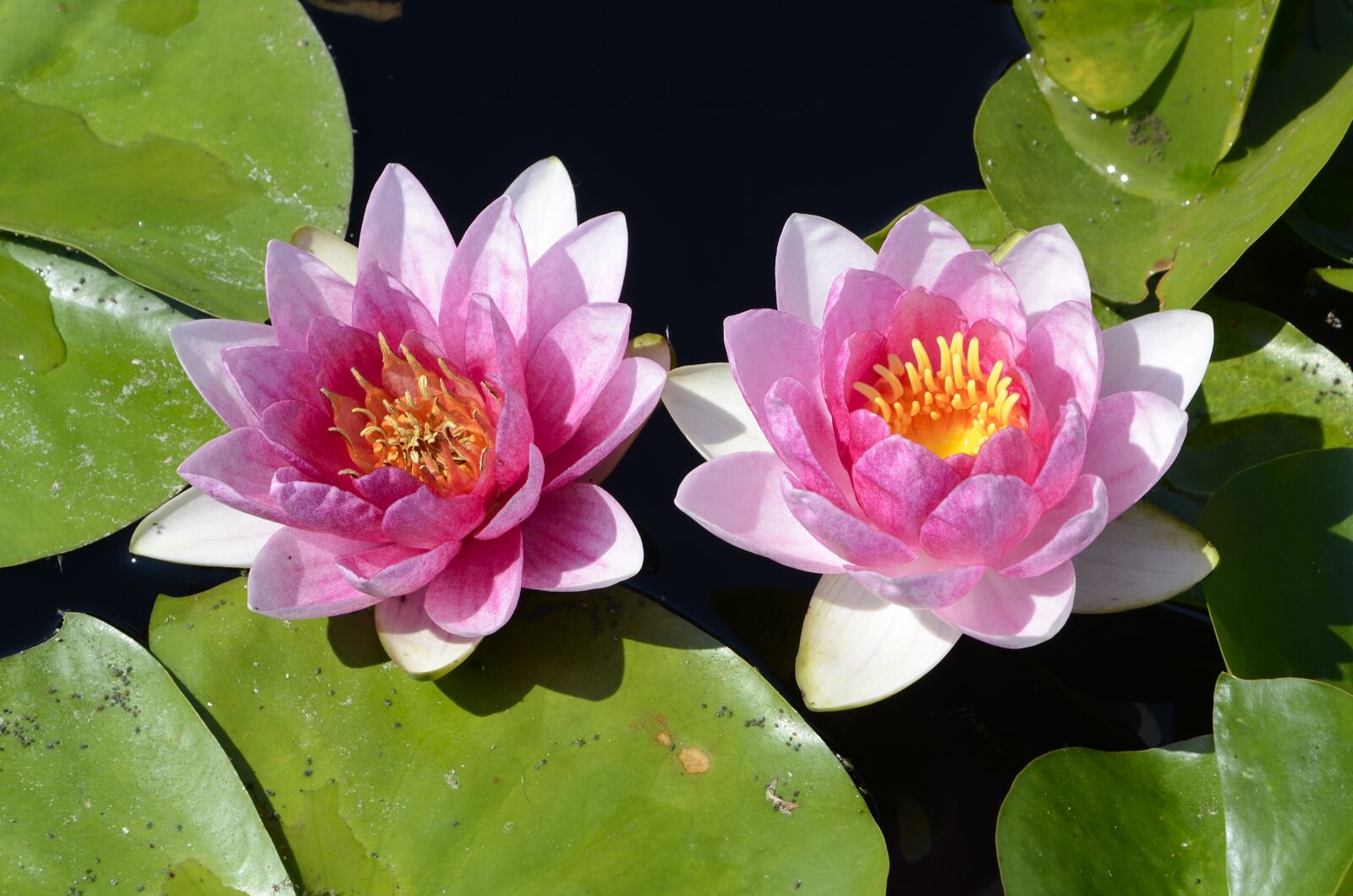 Nikon D7000 sample photo. Lillies, pond, water lillies photography