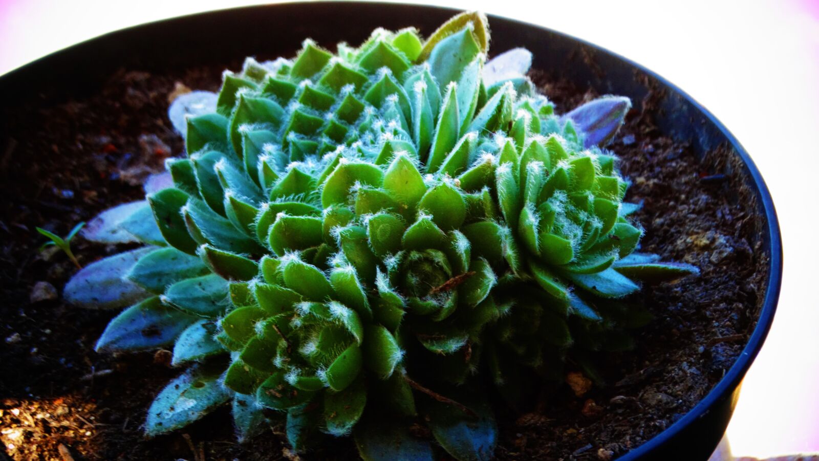 Sony Cyber-shot DSC-HX300 sample photo. Succulents, houseleek, thick sheet photography