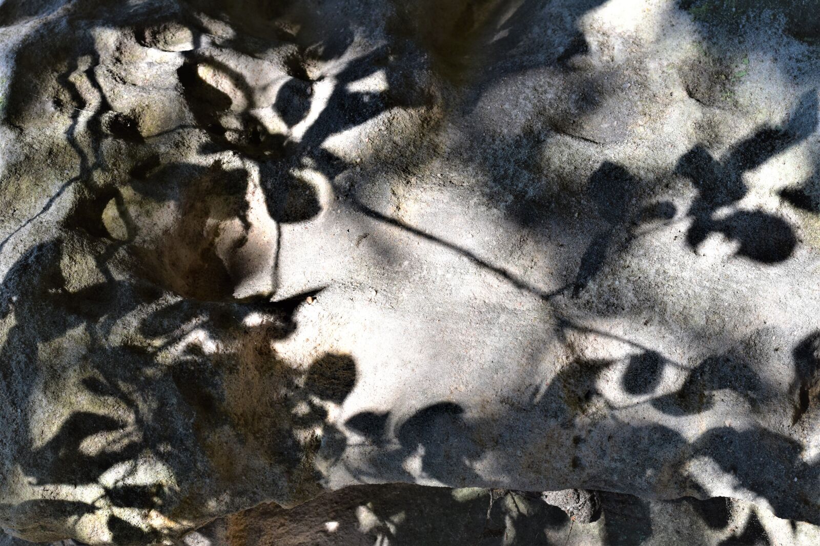 Nikon D5500 sample photo. Light, shadow, tree photography