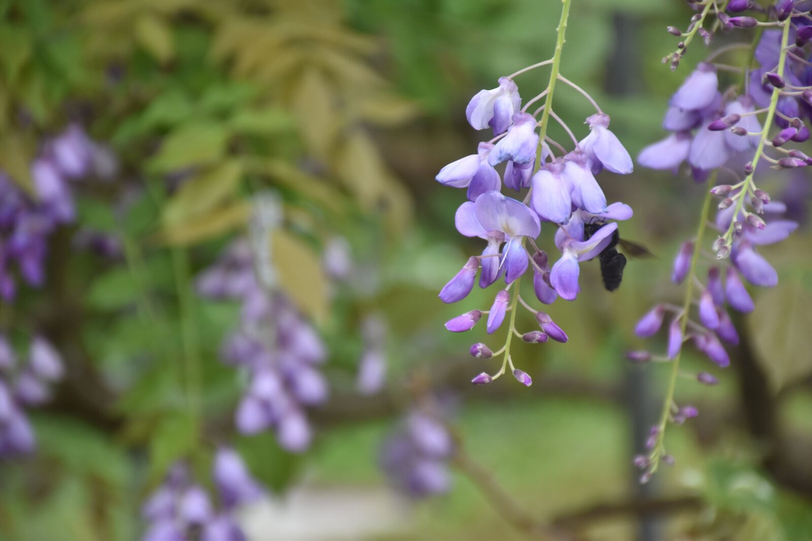 Nikon D5500 sample photo. Wisteria, flower, nature photography