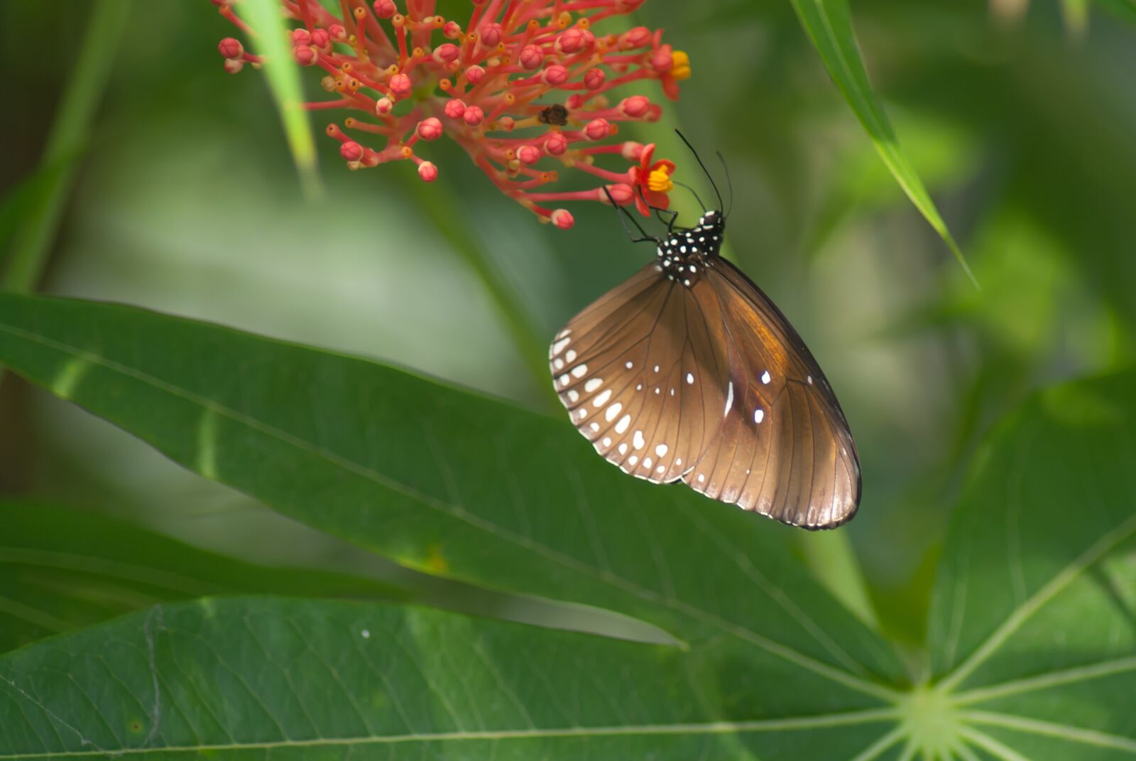 Nikon D3000 sample photo. Butterfly, nature, bug photography