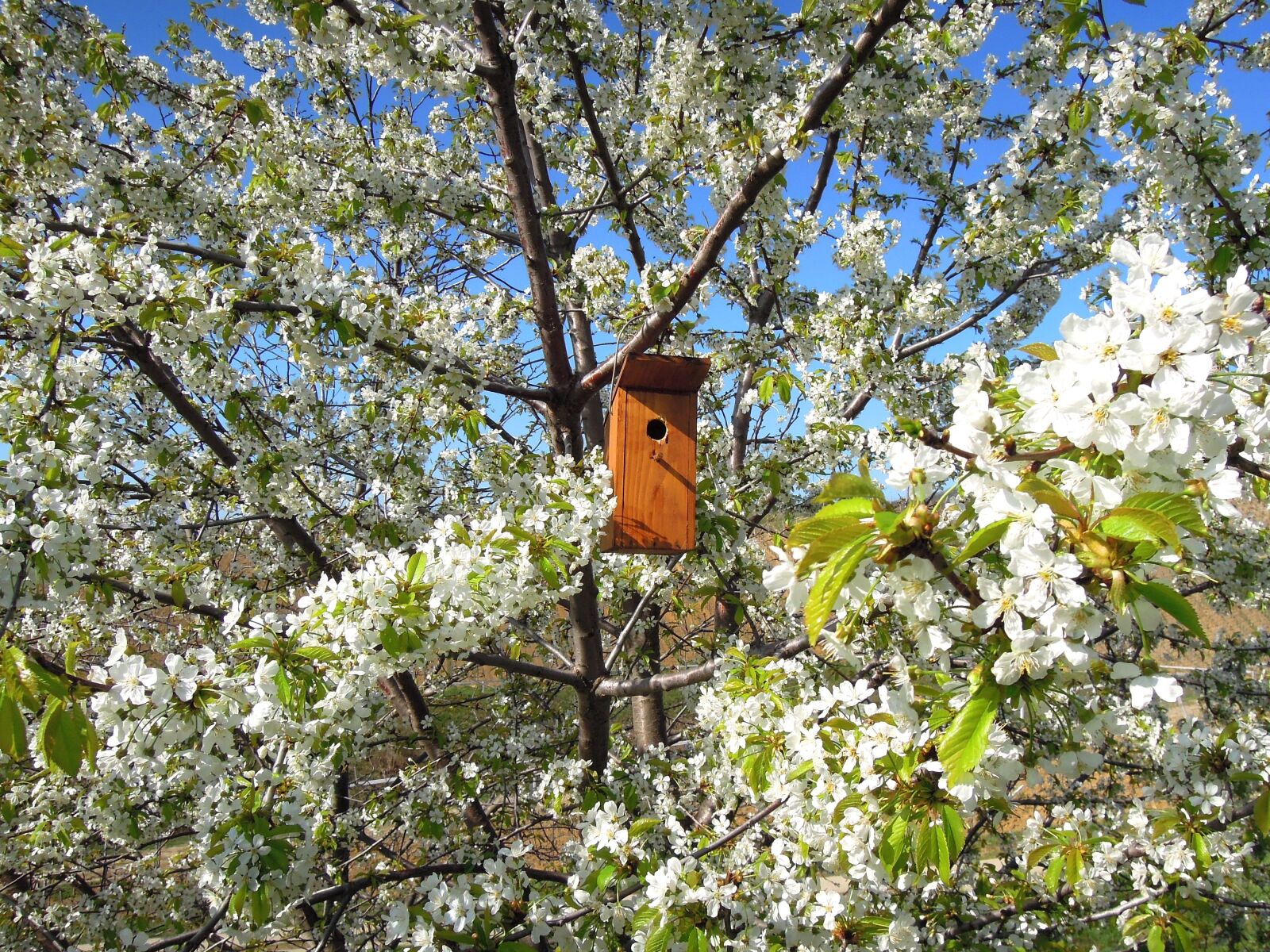 Nikon Coolpix P300 sample photo. Flowering tree, bough, bird's photography