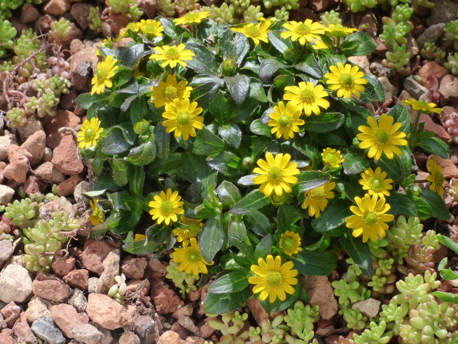 Panasonic DMC-FZ72 sample photo. Green leaves, greenish yellow photography
