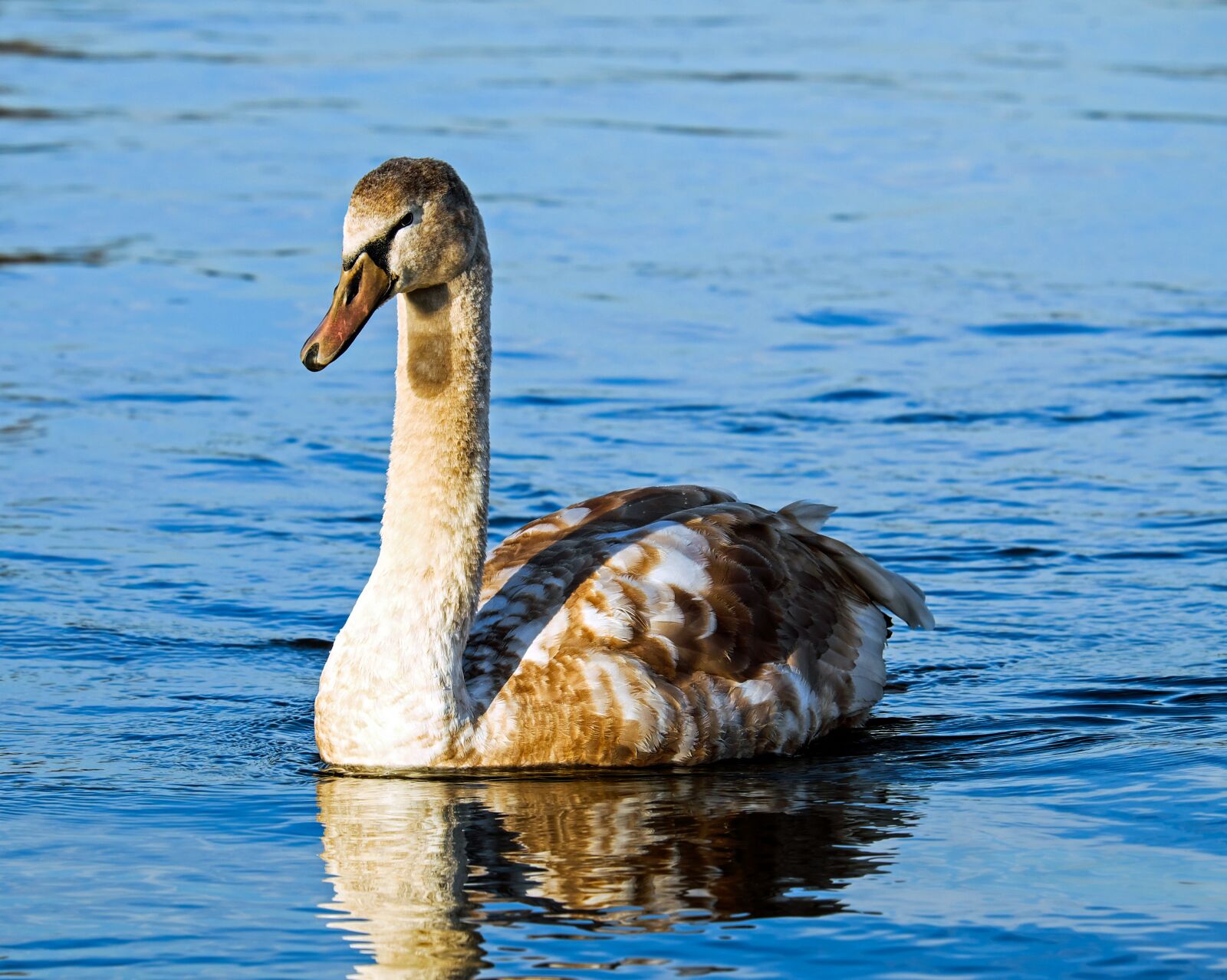 Fujifilm XF 55-200mm F3.5-4.8 R LM OIS sample photo. Swan, cygnet, water bird photography