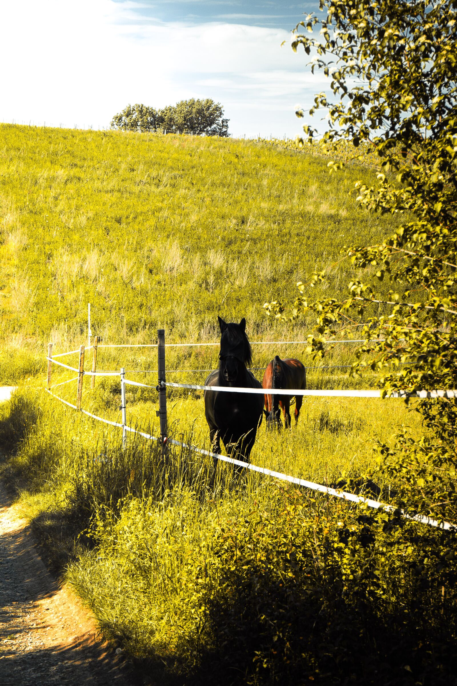 Sony a7 II + Sony FE 28-70mm F3.5-5.6 OSS sample photo. Landscape, nature, forest photography