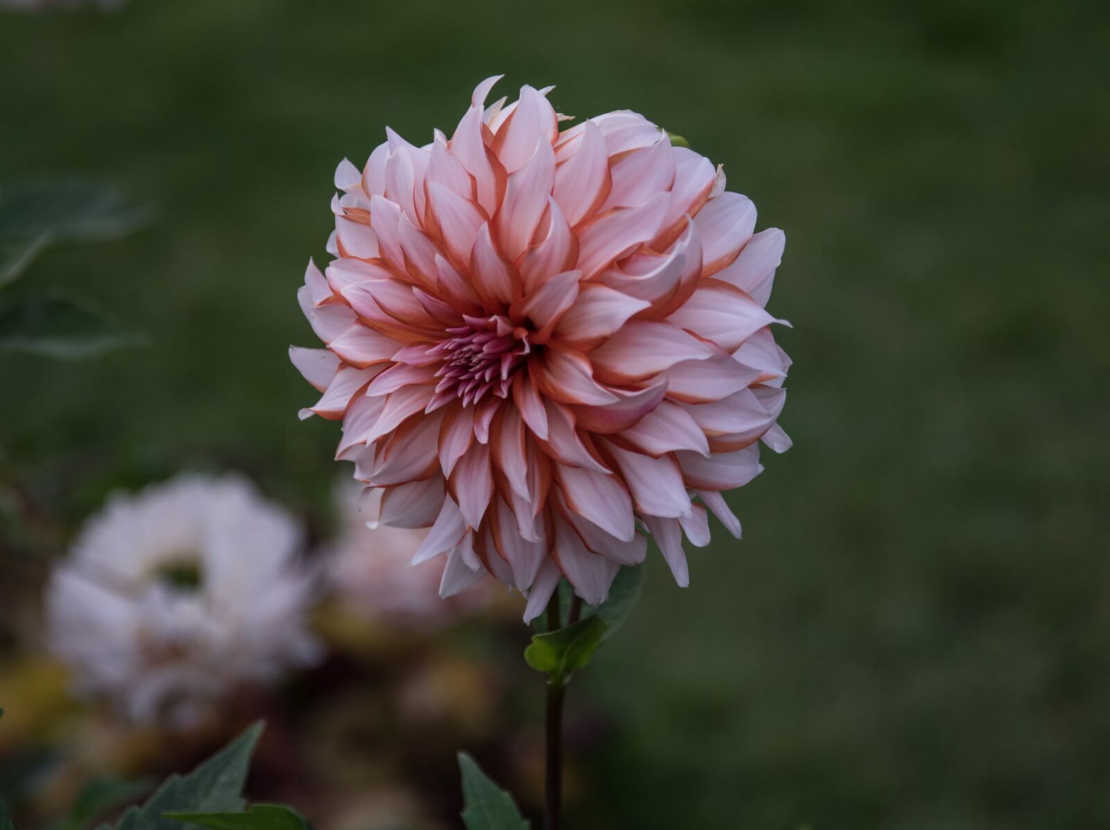 Pentax K-3 sample photo. Flower, dahlia, blossom photography