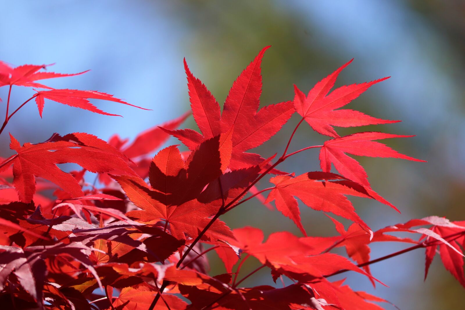 Canon EOS 200D (EOS Rebel SL2 / EOS Kiss X9) sample photo. Japanese maple, acer palmatum photography