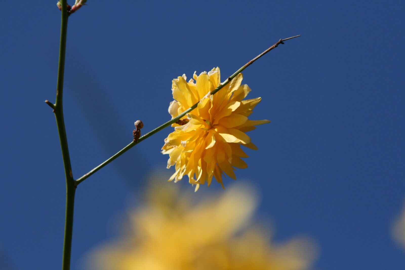 Canon EOS 400D (EOS Digital Rebel XTi / EOS Kiss Digital X) sample photo. Flower, yellow, yellow flower photography