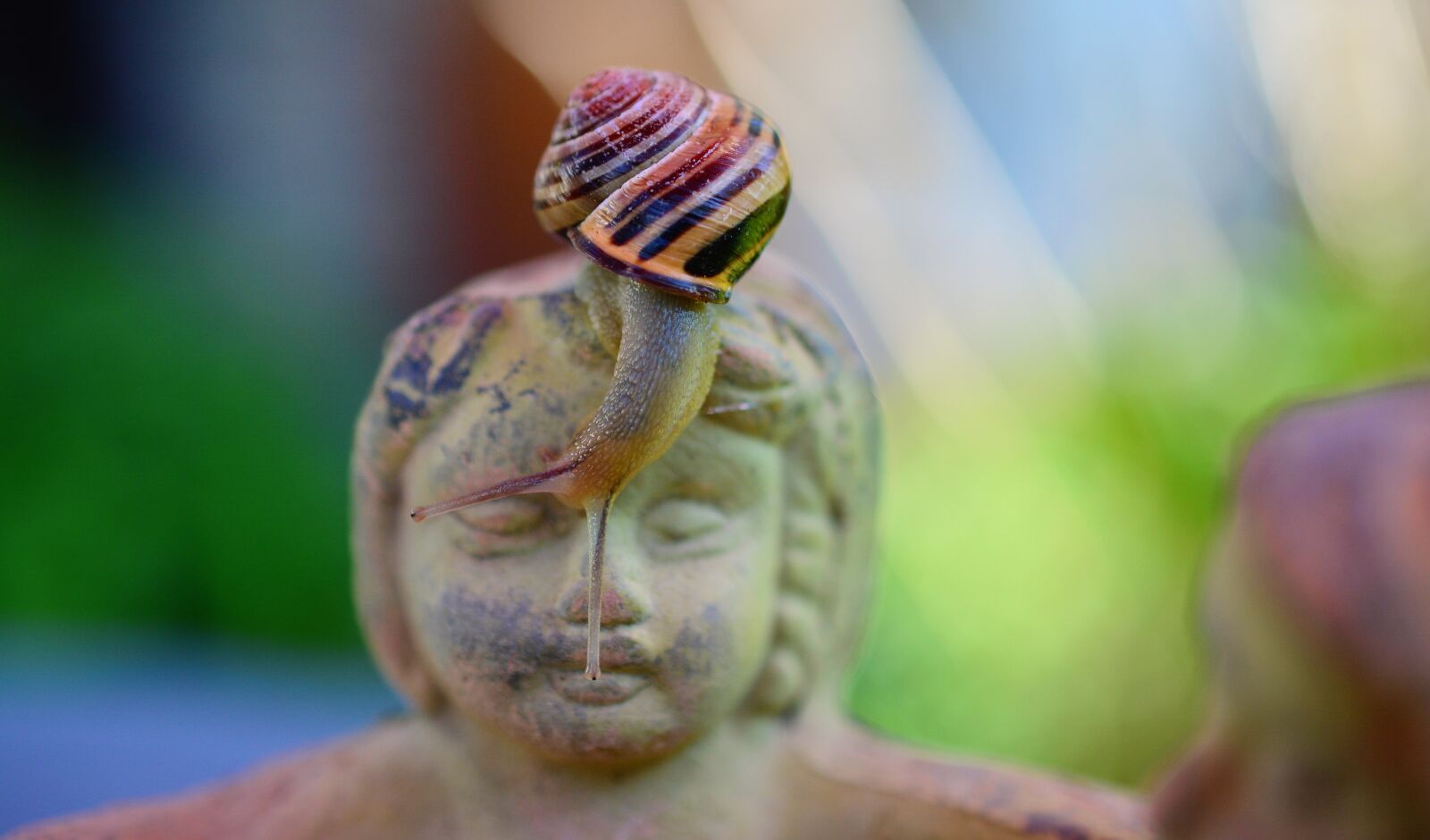 Nikon D5200 sample photo. Snail, tape worm, shell photography