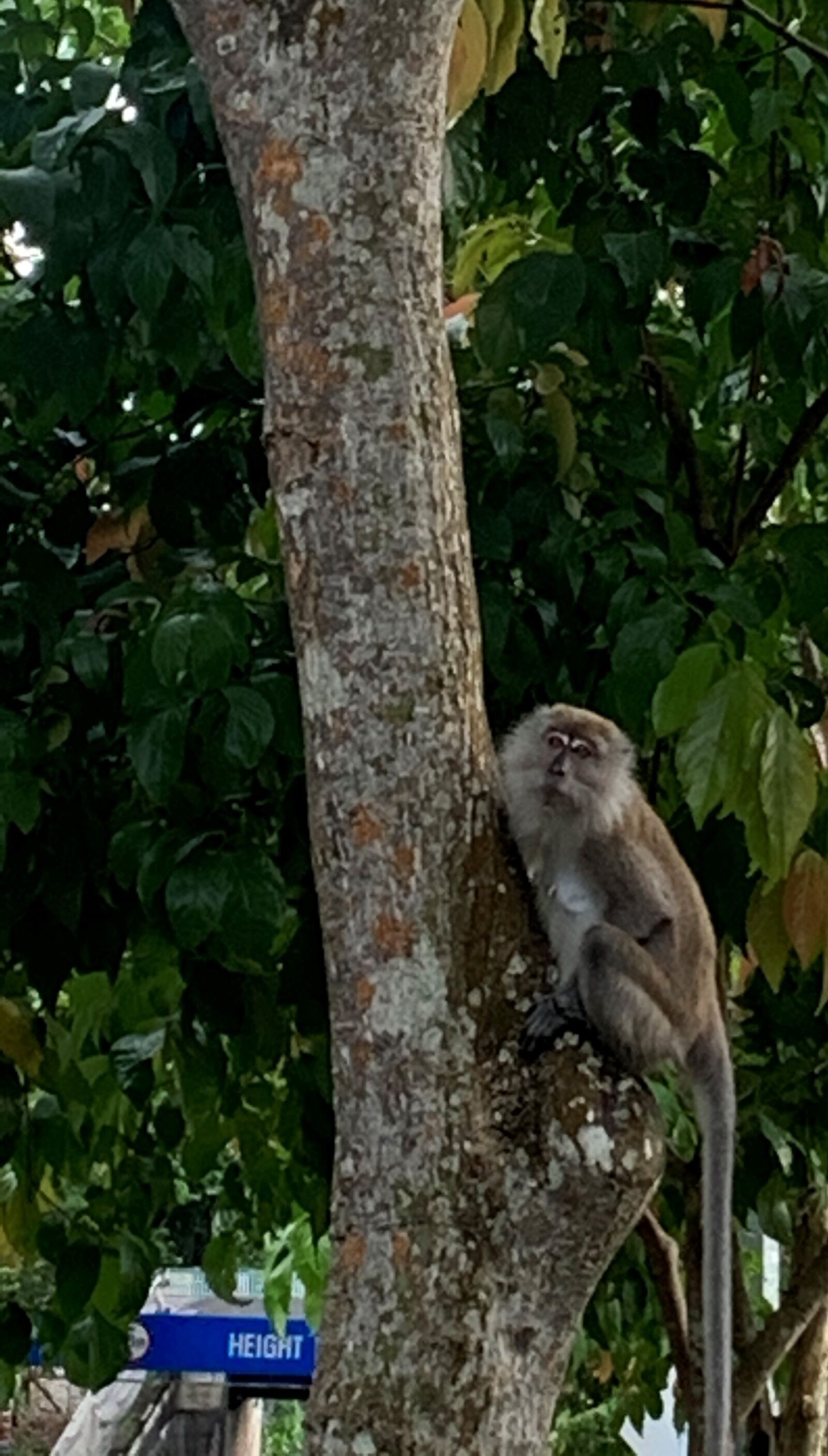 Apple iPhone XR sample photo. Monkey, tree, animal photography