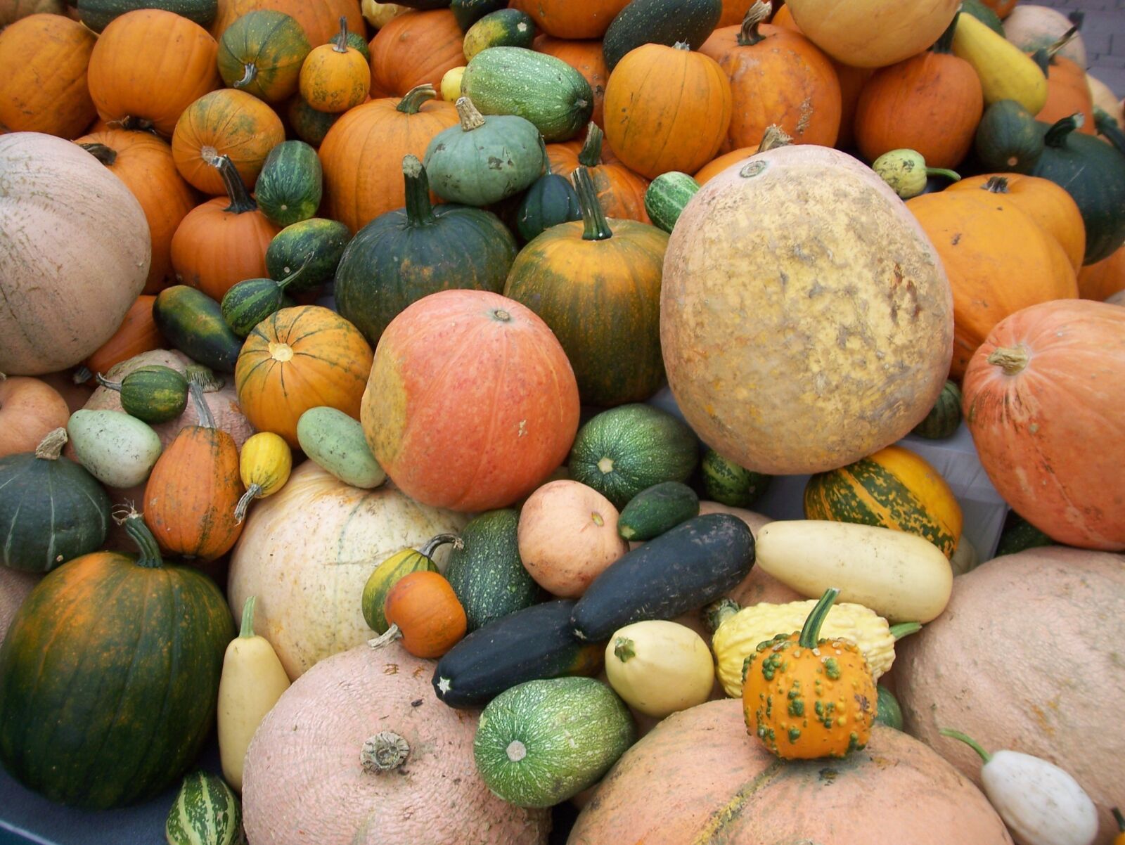 Kodak V610 DUAL LENS DIGITAL CAMERA sample photo. Pumpkins, autumn, colorful photography