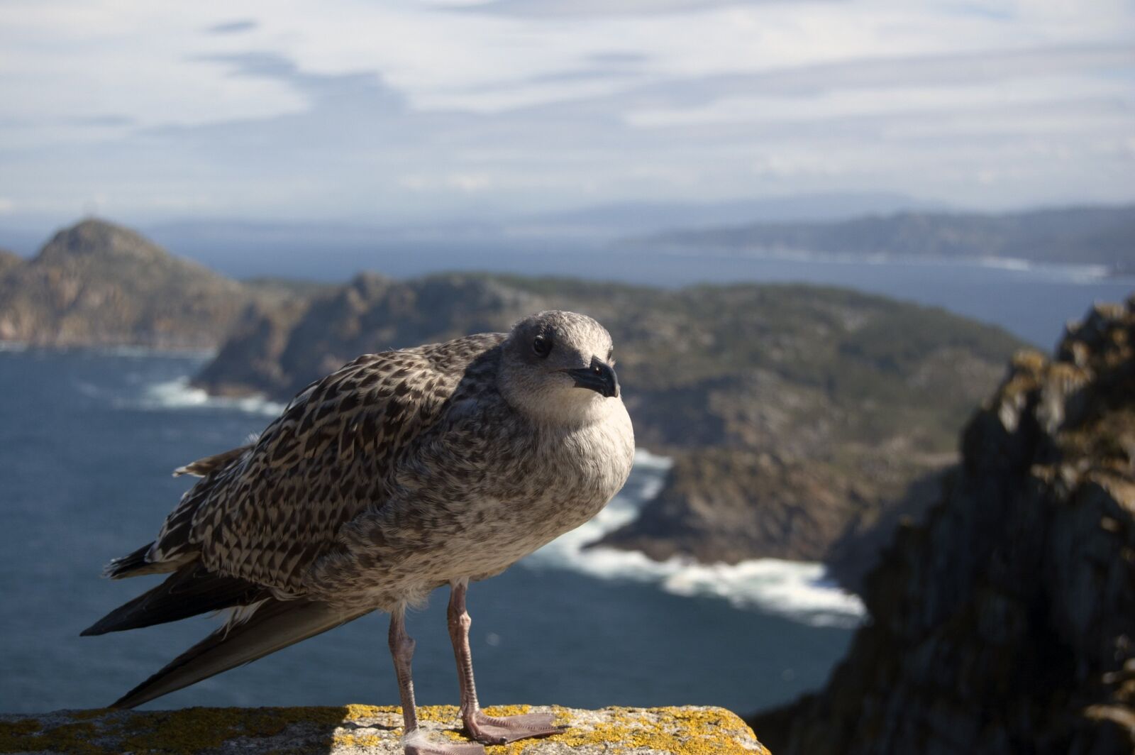 Nikon D40 sample photo. Seagull, sea, ave photography