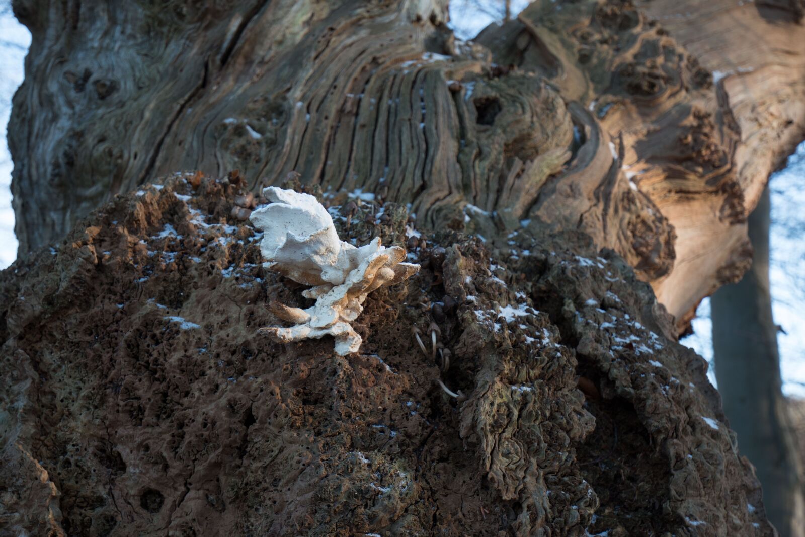 Canon EOS 70D + Canon EF 16-35mm F4L IS USM sample photo. Tree, old, mushroom photography
