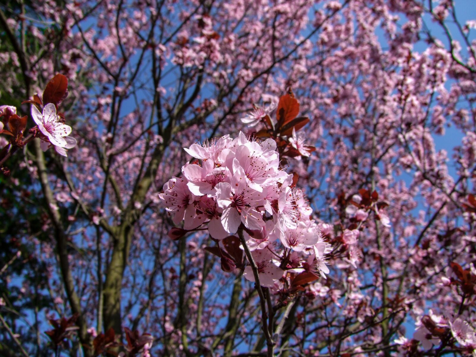 Fujifilm FinePix S100fs sample photo. Pink, flower, flowers photography