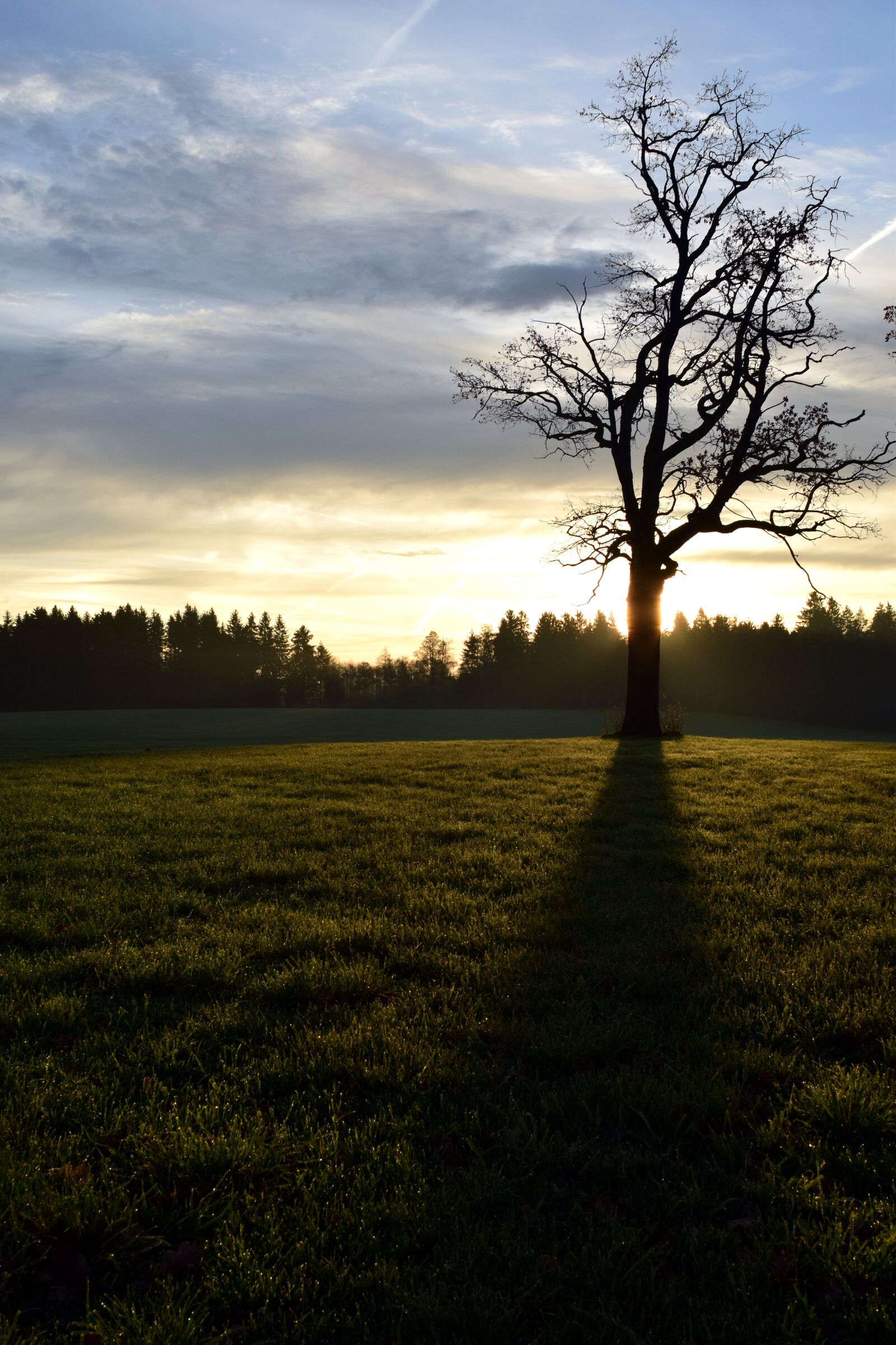 Nikon D3300 sample photo. Tree, kahl, backlighting photography