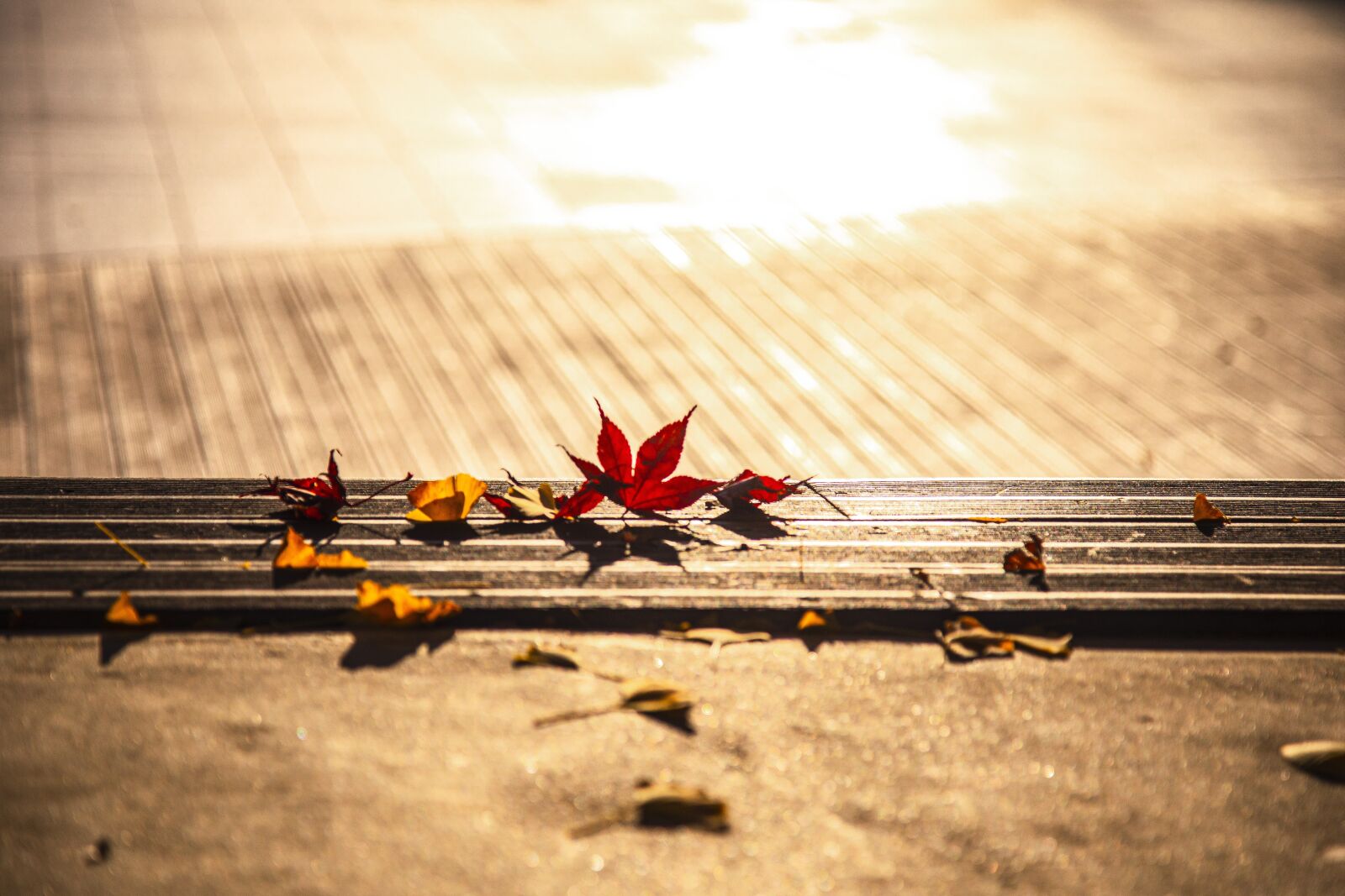Canon EOS 5D Mark IV sample photo. Leaves, autumn, autumn leaves photography