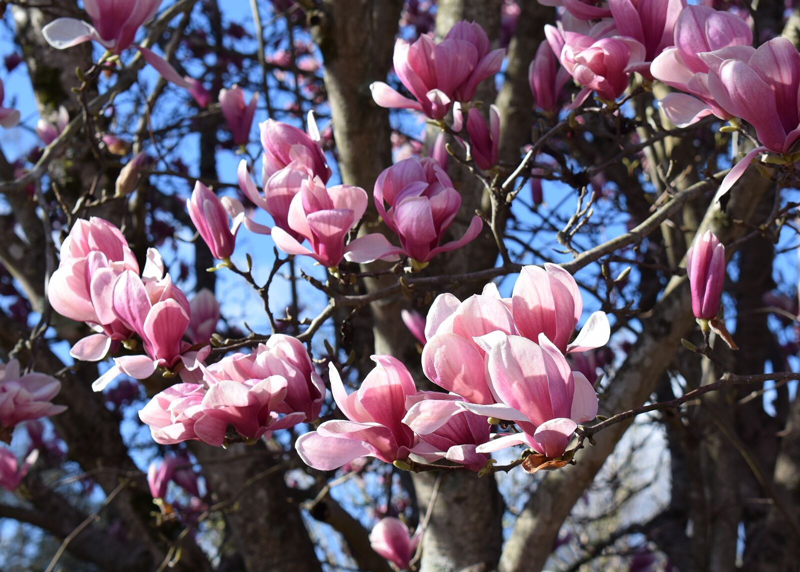 Nikon D3300 sample photo. Pink magnolia, magnolia, tree photography