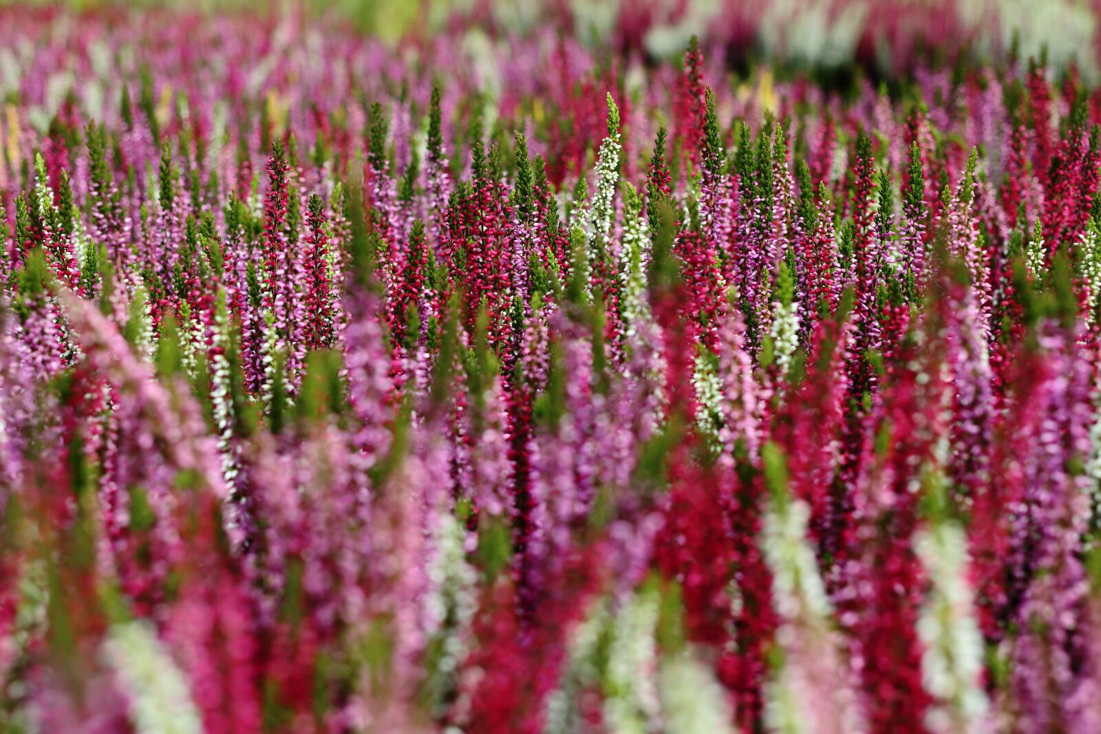 Canon EOS 700D (EOS Rebel T5i / EOS Kiss X7i) + Canon EF 40mm F2.8 STM sample photo. Heather, flower, flowers photography