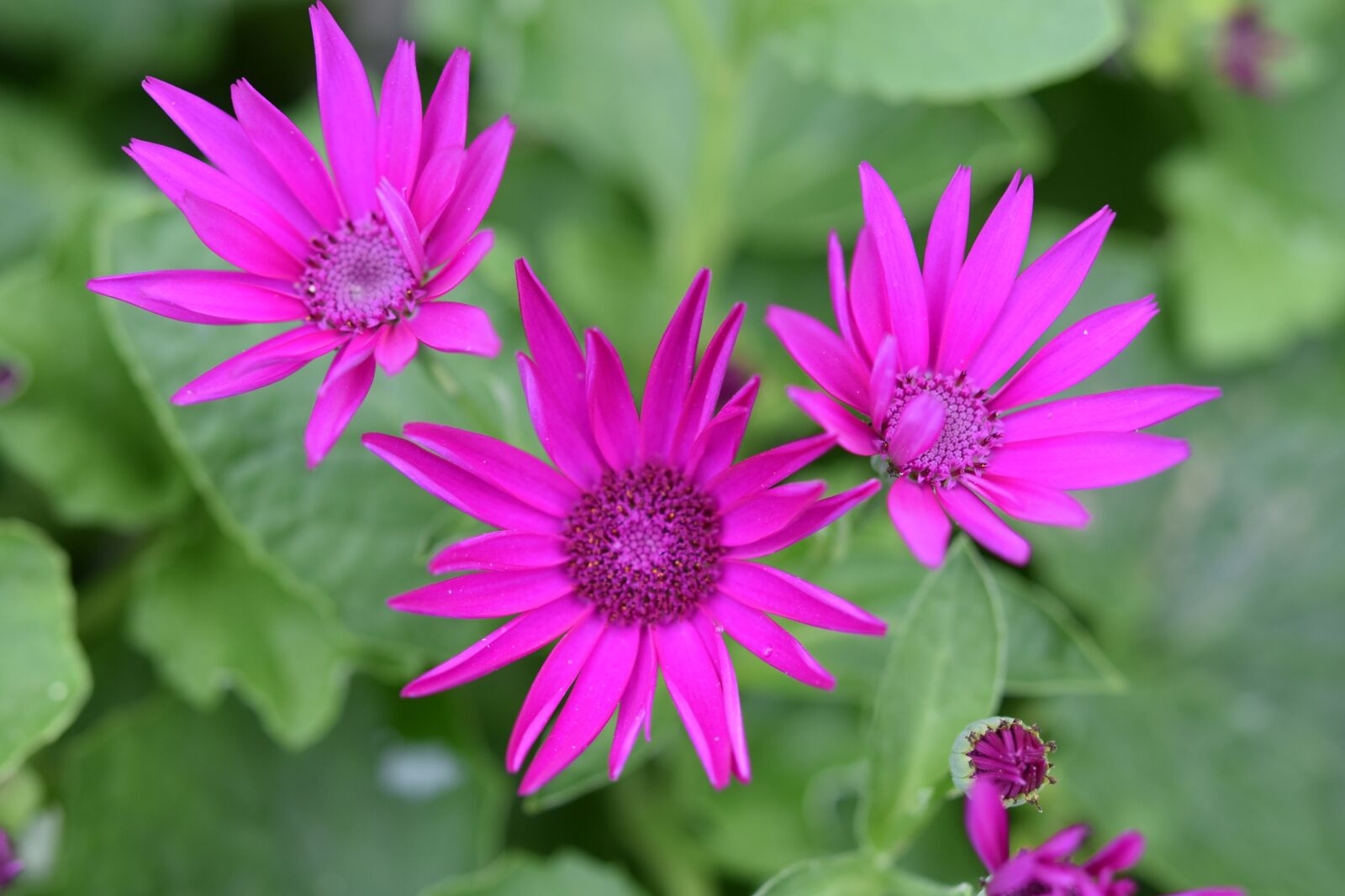 Nikon D5600 sample photo. Flower, flowers, flower color photography