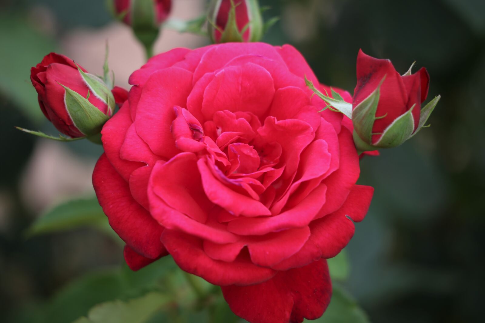 Canon EF 70-300 F4-5.6 IS II USM sample photo. Red rose, flowers, buds photography